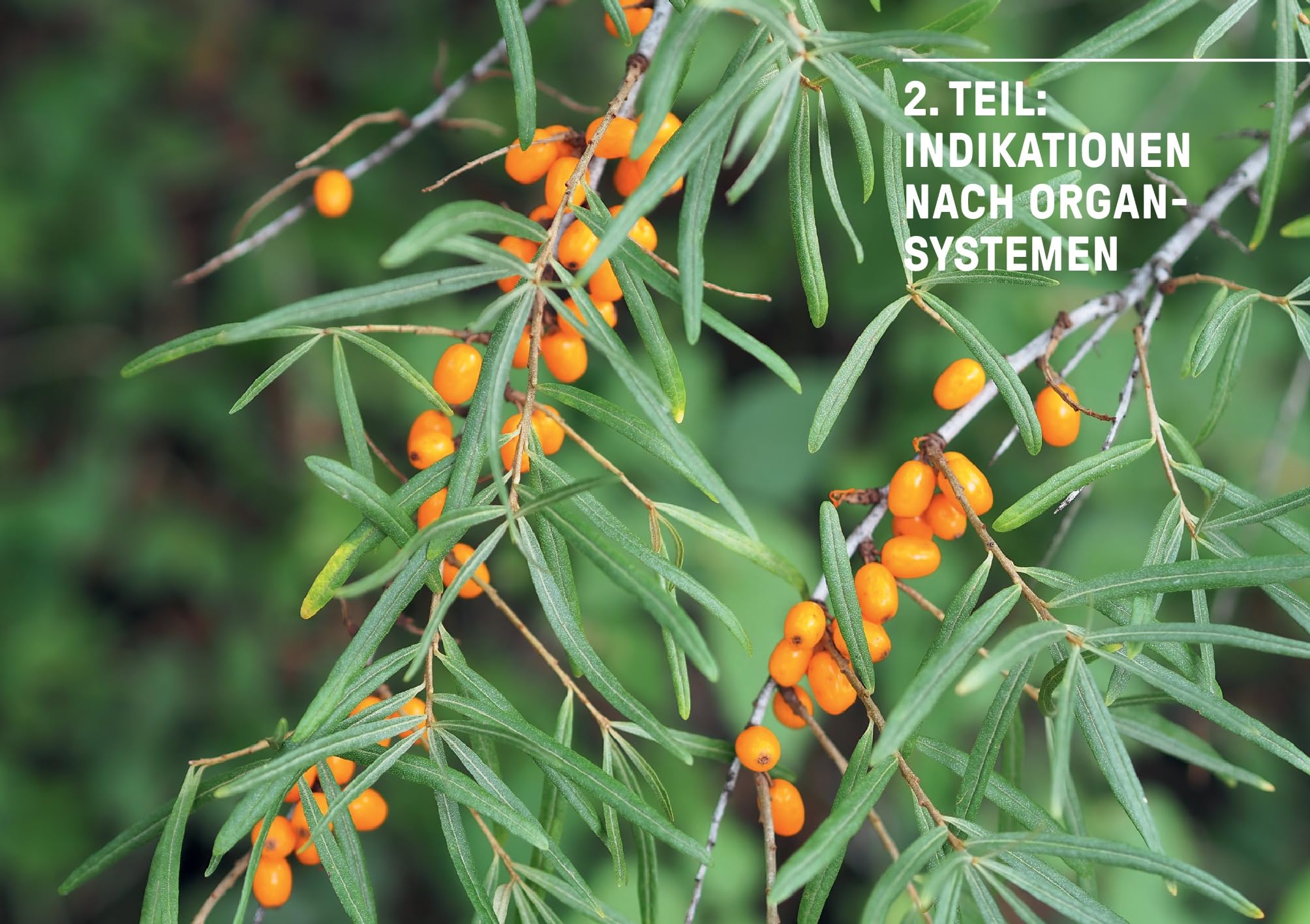 Phytotherapie in Theorie und Praxis: Das große Buch zur Pflanzenheilkunde – das neue Lehr- und Nachschlagewerk: Heilen mit Johanniskraut, Schafgarbe und Spitzwegerich