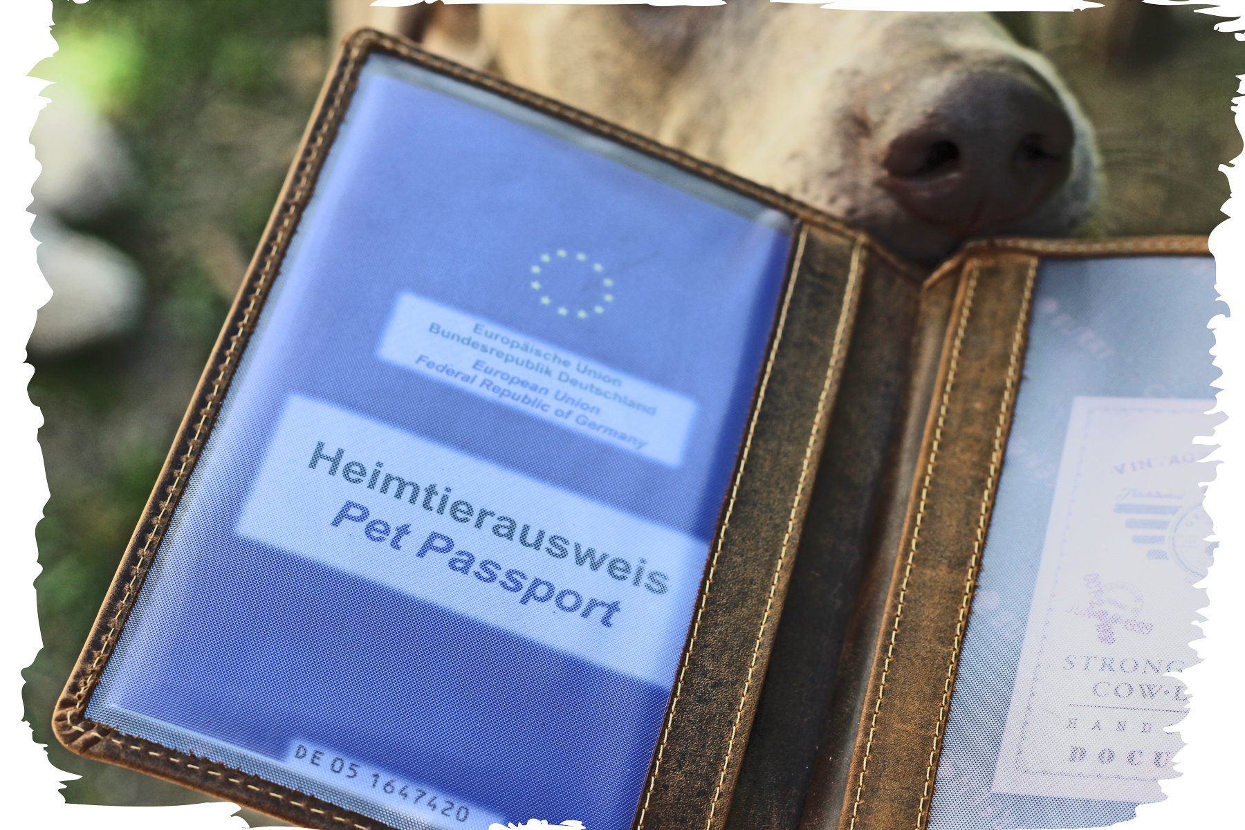 Greenburry EU Heimtierausweis Hülle Impfpasshülle Hund Motiv Labrador Retriever + Wunschname