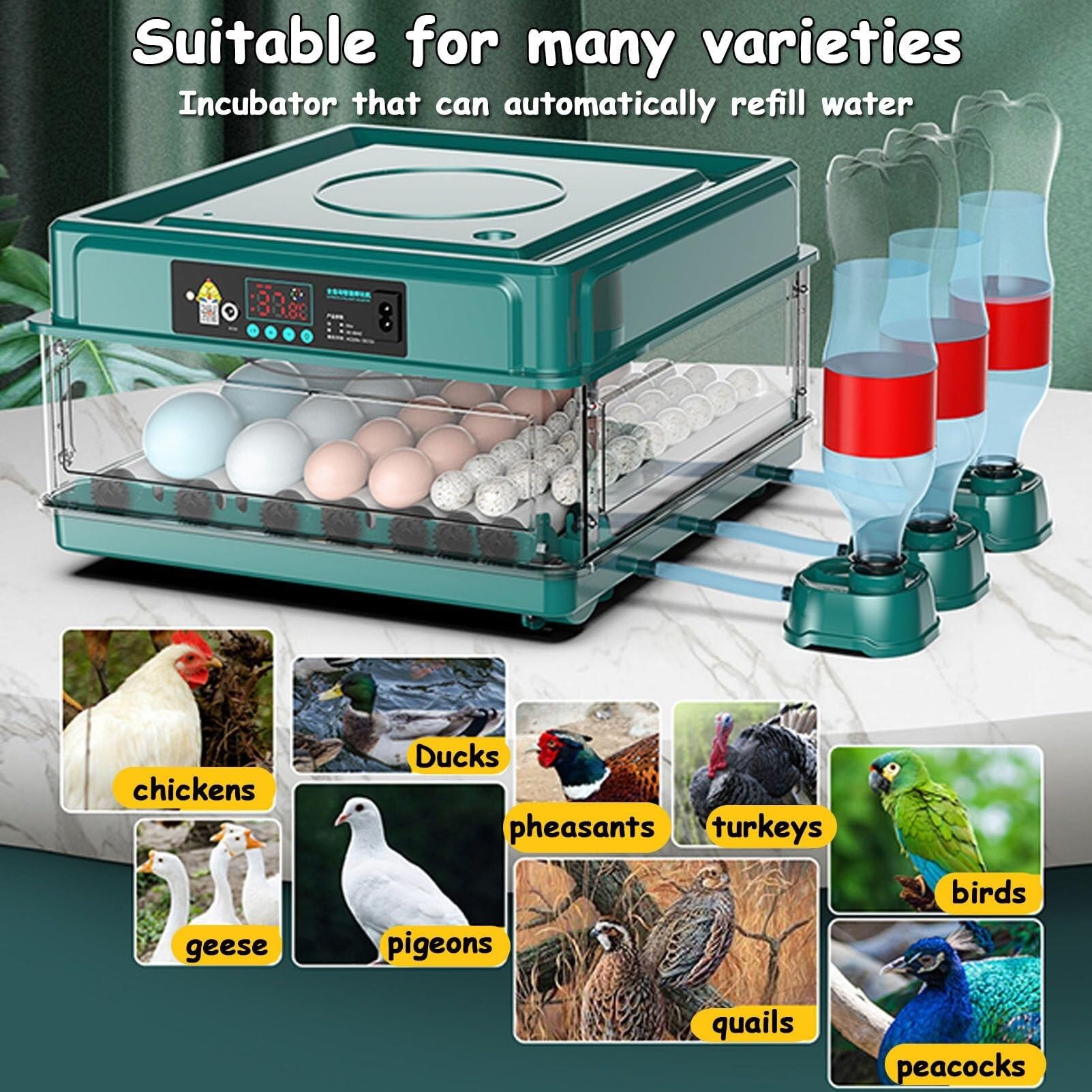 Incubadora automática de Huevos con Capacidad para 256 Huevos, volteo automático, Control de Humedad, reposición de Agua y ovoscopiadora para Aves de Corral.
