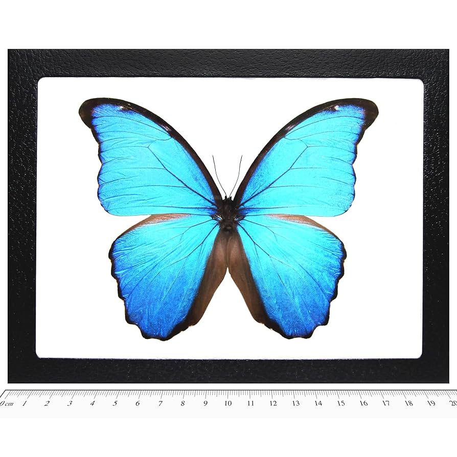 モルフォ・ディディウス（オス、ペルー産） Amazon.com: BicBugs Morpho didius REAL FRAMED Blue BUTTERFLY