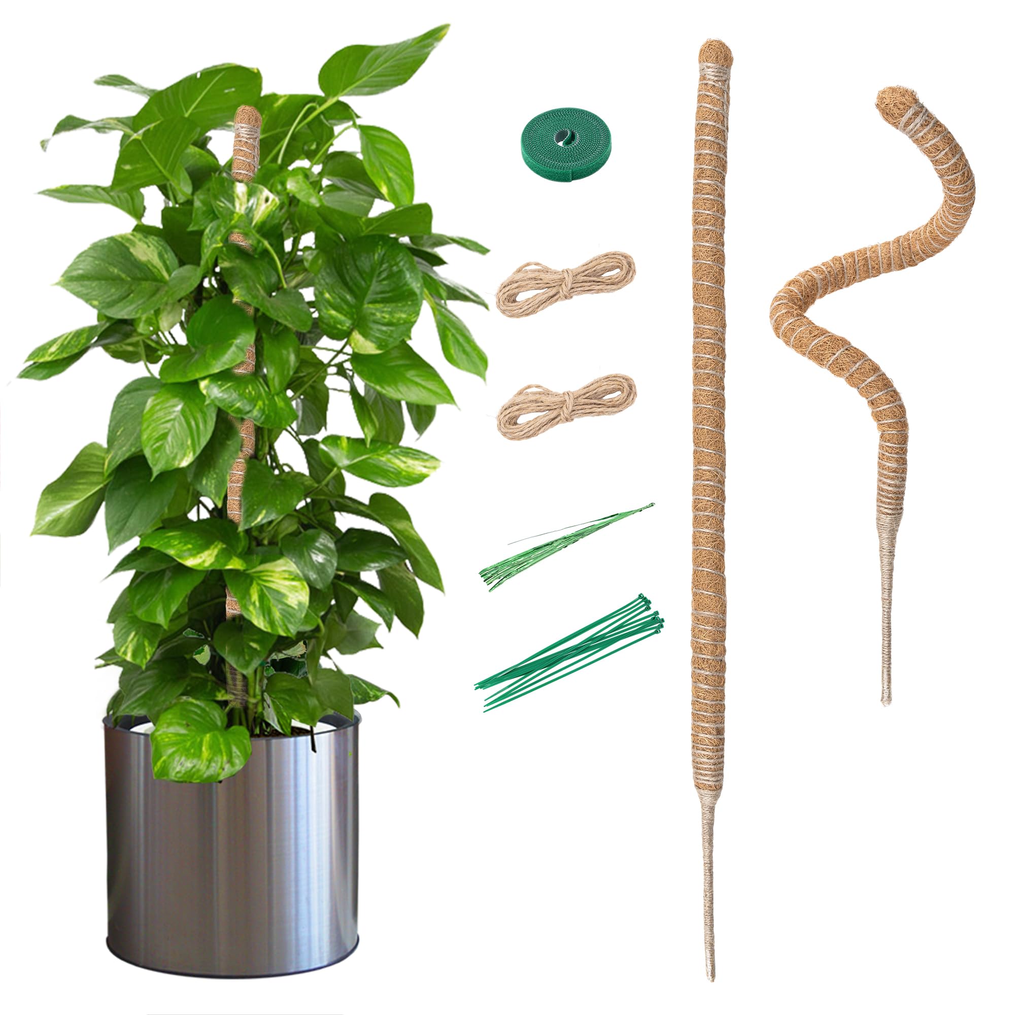 philodendron hängende blätter Philodendron scandens Brasil main image 1