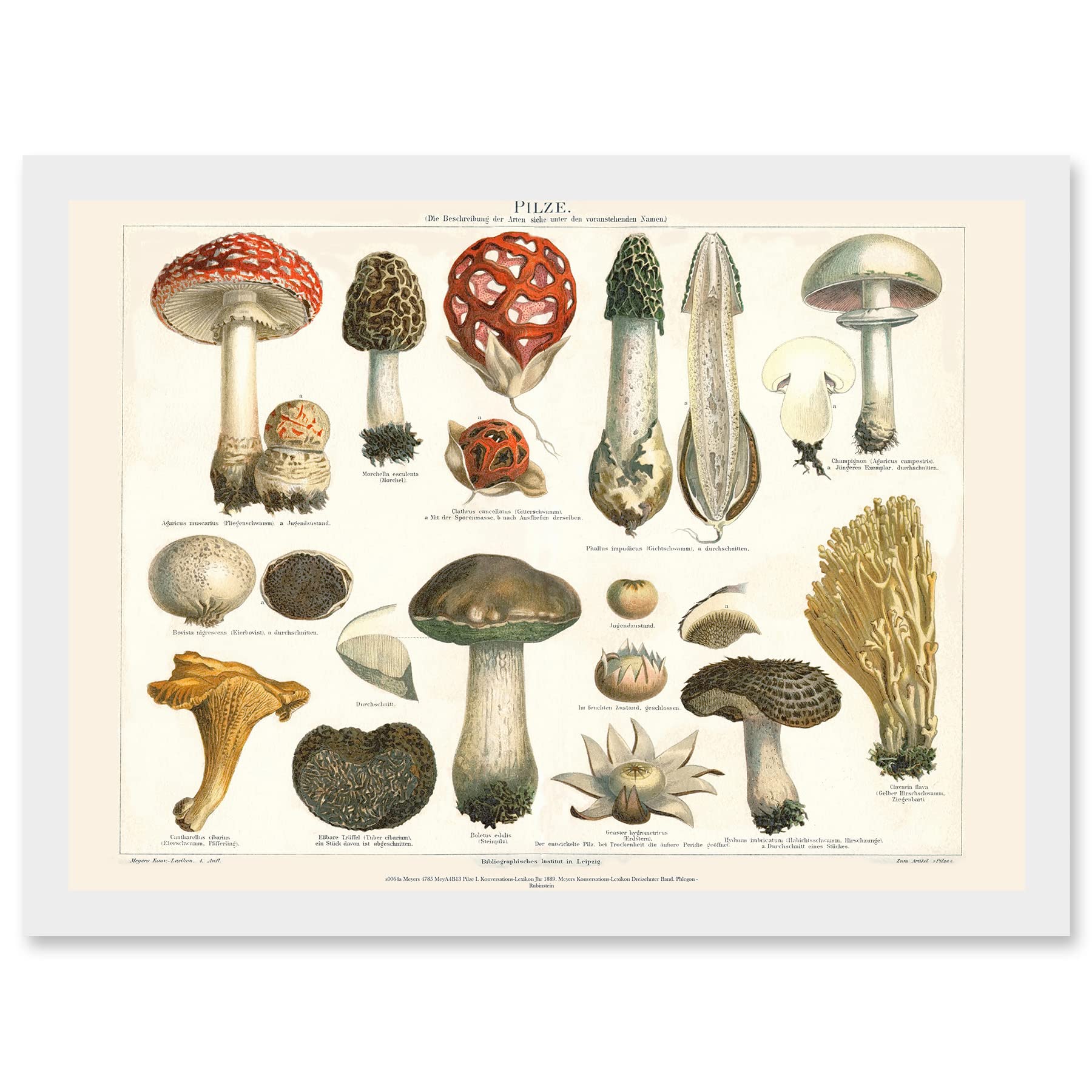 Wee Blue Coo Meyers Fungus Mushrooms Toadstools Collection Artwork Framed Wall Art Print A4