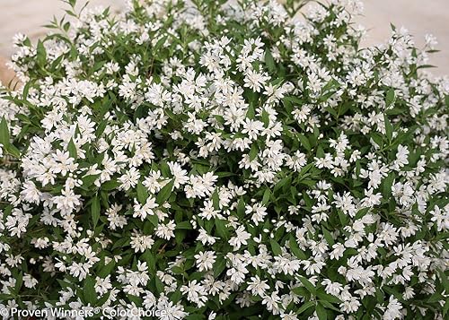 Miniatura 2 de Yuki Snowflake - Deutzia - Maceta de 4" - Ganadores probados
