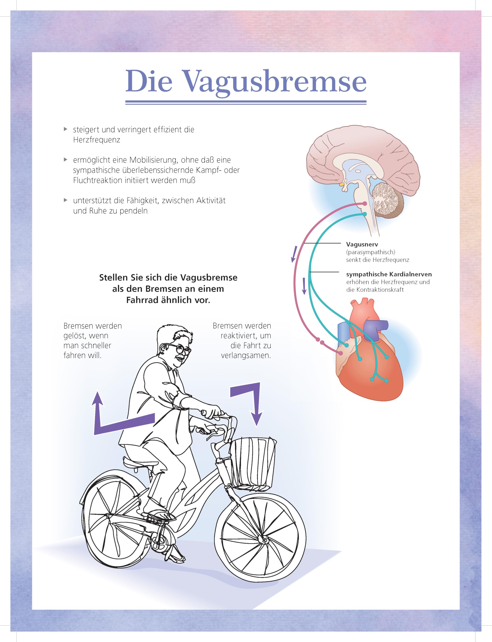 Flipchart Polyvagal-Theorie: Der Einfluß des Autonomen Nervensystems auf das Erleben von Sicherheit und Verbundenheit
