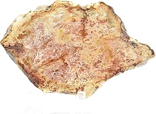 135 Carat Orange Yellow Petrified Wood Slab Natural Fossil Crystal Slice Collectible Fossilized Tree Mineral Fluorescent Polished Decor Stone - Madagascar