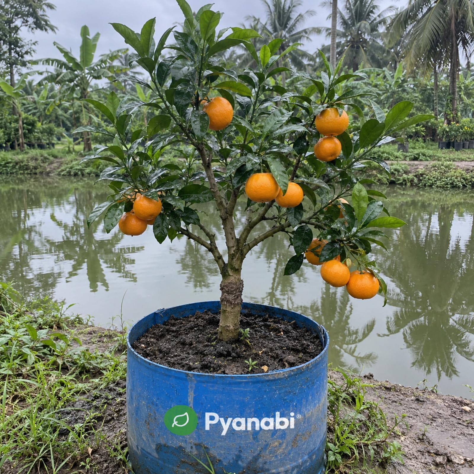 Meyer Lemon Plant - Grow Your Own Citrus! -12