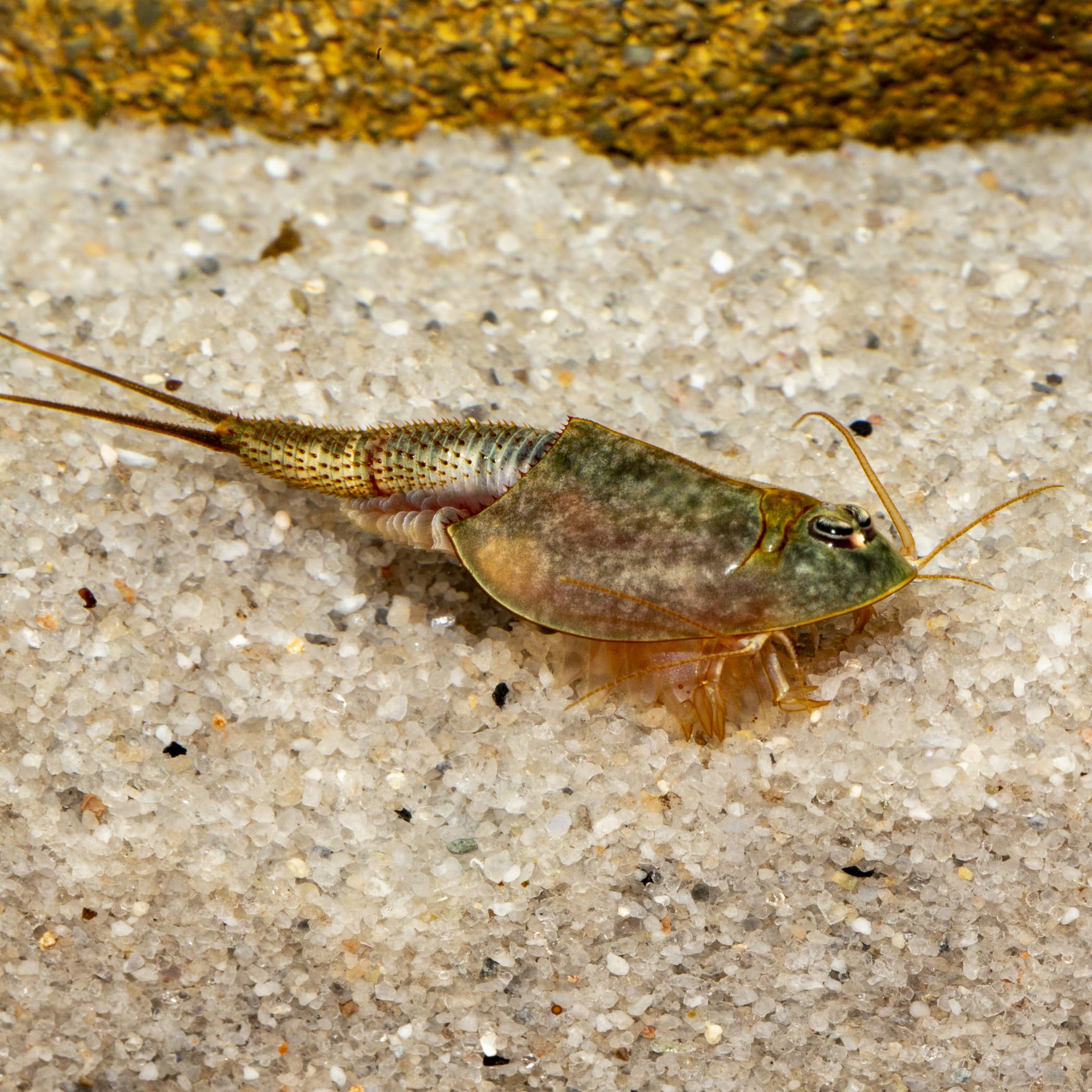 Triops longicaudatus (Black Beauty) - Starter Set Urzeitkrebs Eier - mit Futter und Anleitung