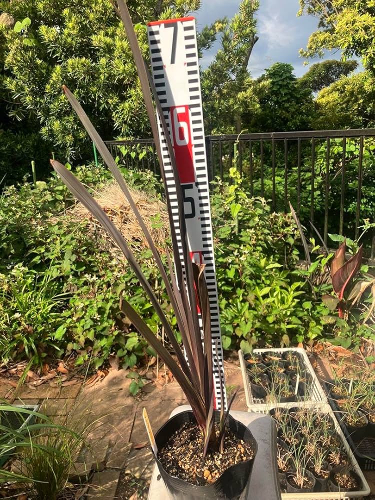 太郎　ニューサイラン　銅葉　引取り限定　1鉢　4〜6株　ドライガーデン 太郎様専用 ニューサイラン 銅葉 引取り限定 1鉢 4〜6株 ドライ