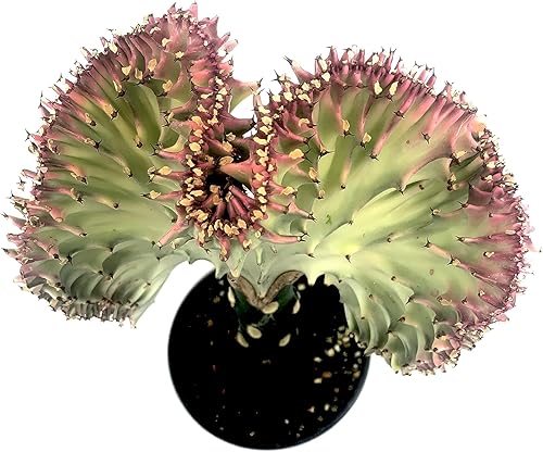 Cactus de coral 4 pulgadas, cuerno de alce, Euphorbia lactea f.cristata 'Albavariegata', cactus suculentas, plantas vivas injertadas grandes, rojo,