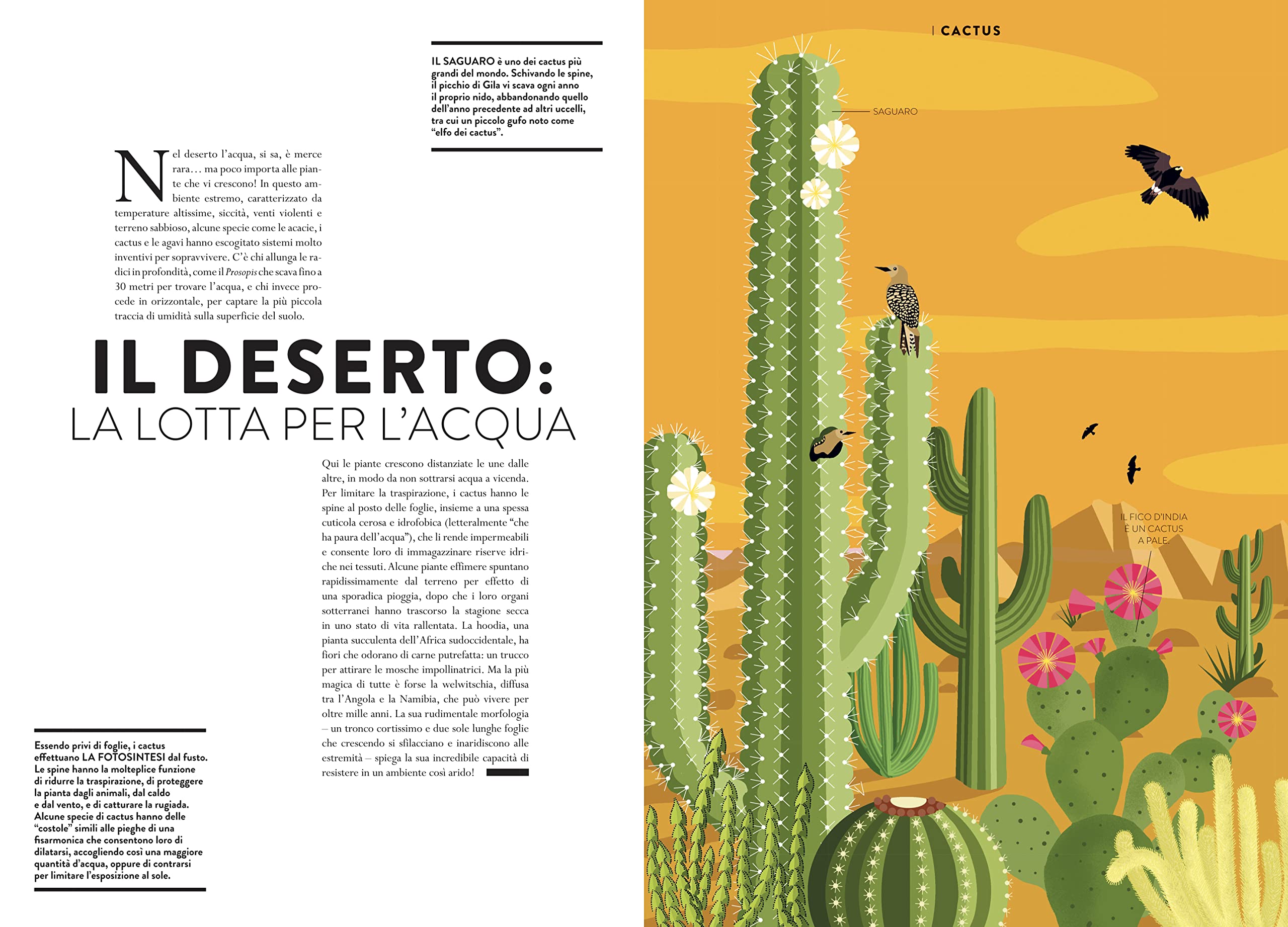Mondo vegetale. Un libro animato per esplorare le meraviglie della natura. Ediz. a colori