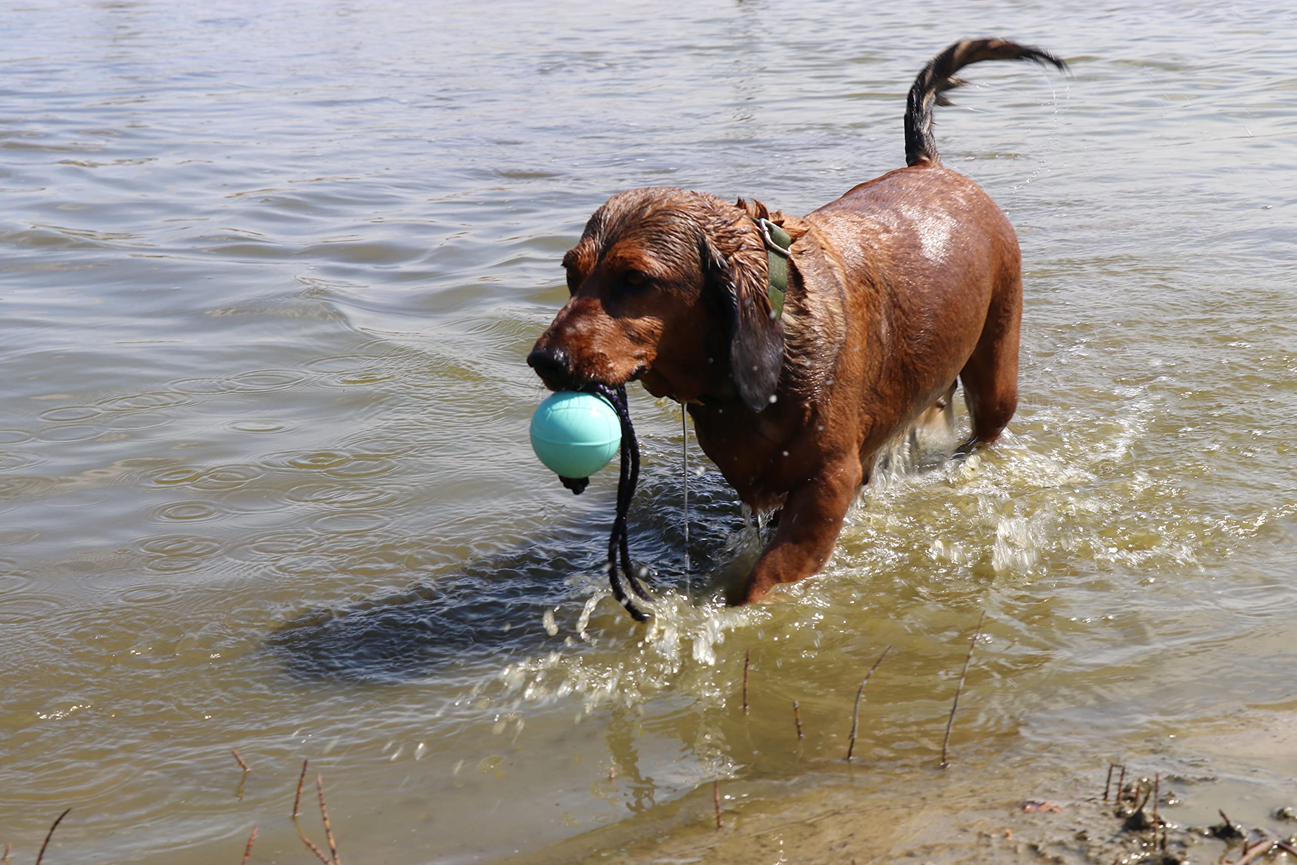 Dingo Bibi Ball for Training # 70 with Handle 30 cm Colour Mint Floating Ball Rubber Fetch Game with Dog 17250 - Image 4
