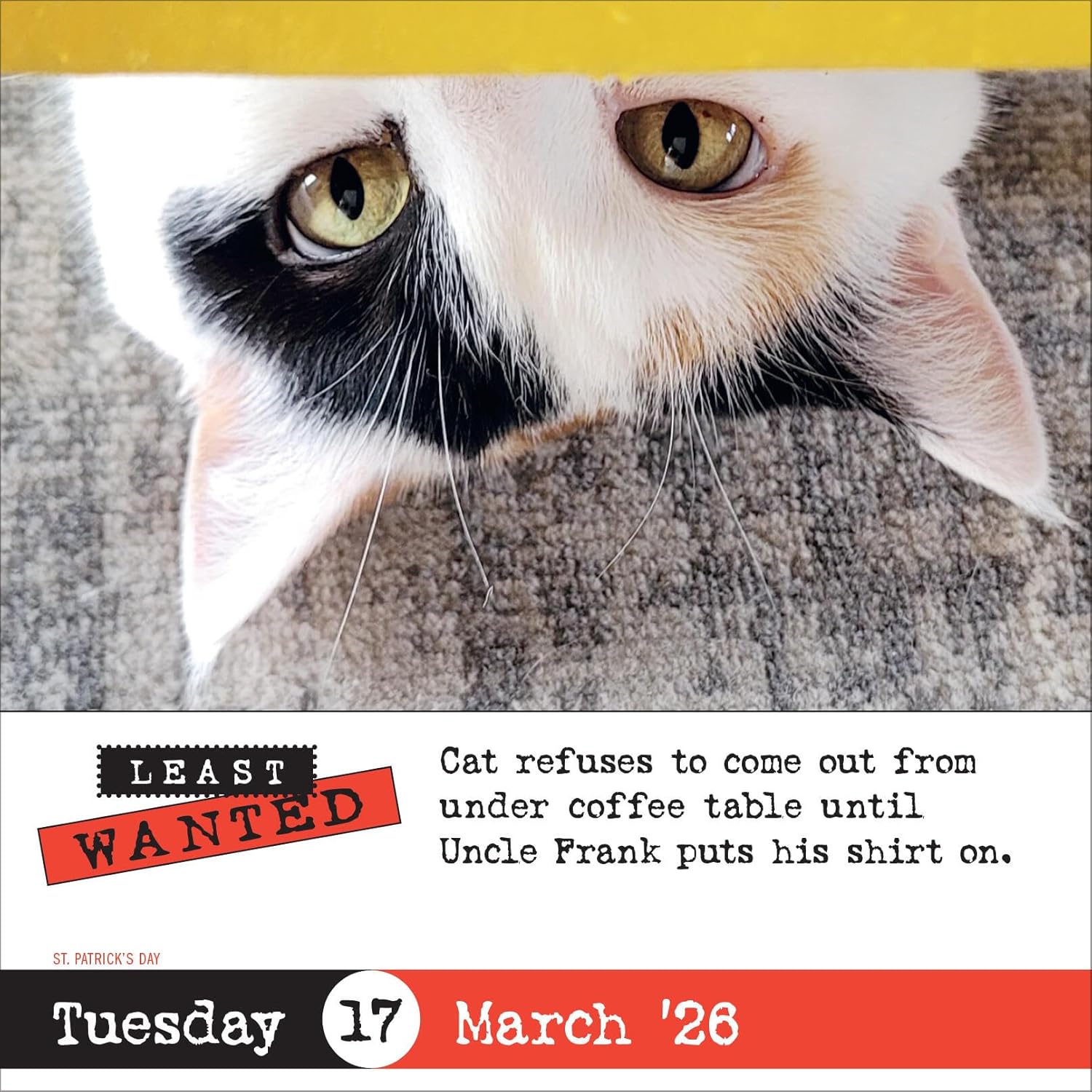 Bad Cat Page-A-Day® Calendar 2026: 365 Not-So-Pretty Kitties - Image 5