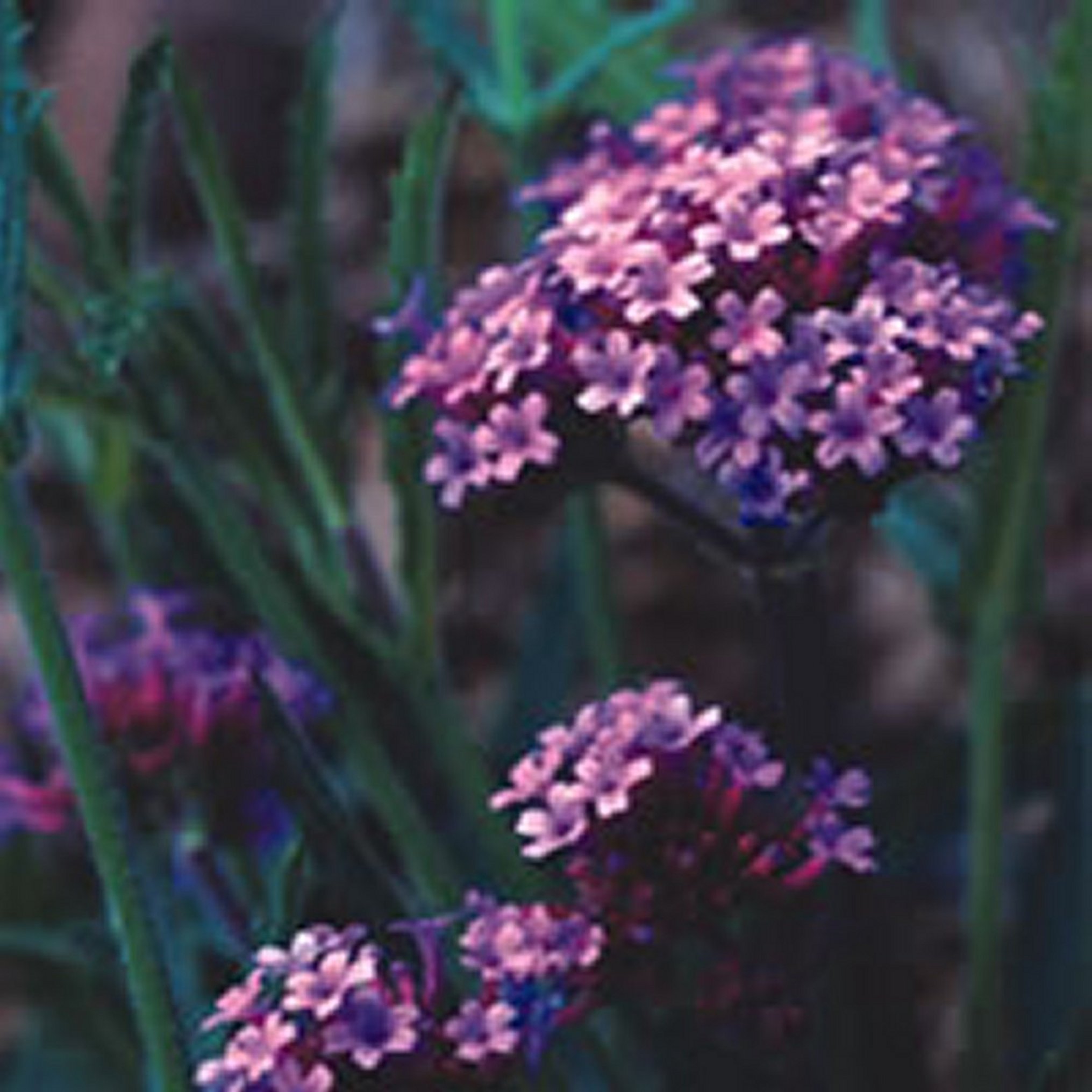 6 VERBENA BONARIENSIS MEDIUM PLUG PLANTS - HARDY PERENNIAL