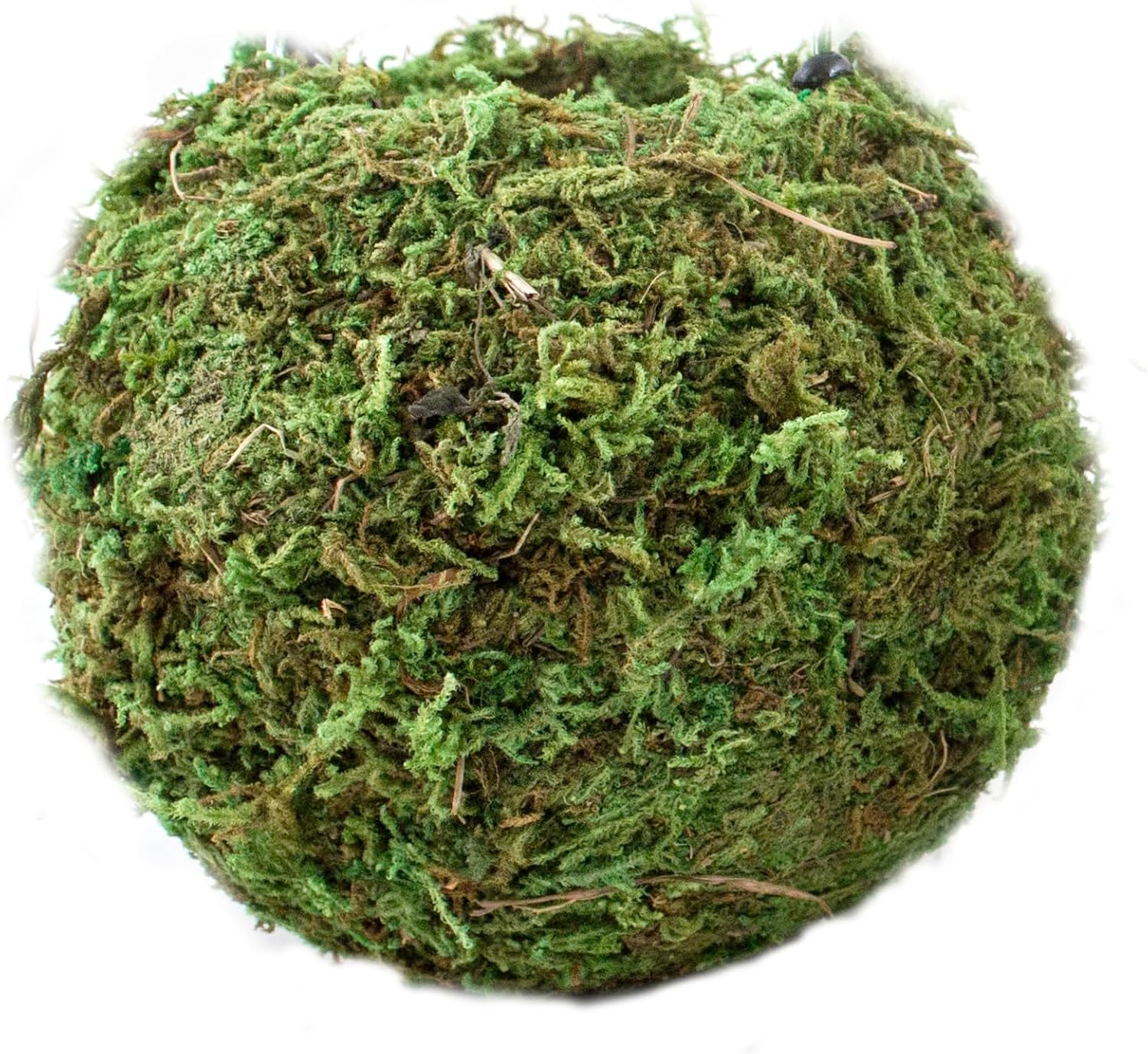 SuperMoss (29348) Kokedama Planter, 6", Fresh Green
