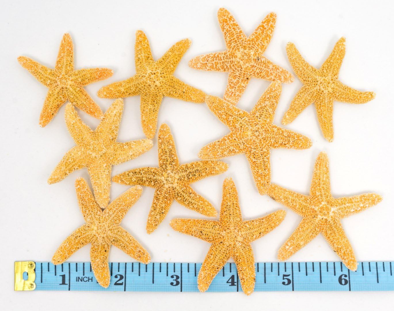 Nautical Crush Trading Real Starfish Decor - 10 Sugar Star Fish 1 1/2-2in - Dried Starfish for Crafts and Ornaments - Small Star Fish Wall Decor - Sea Star Shells Decorations and Party