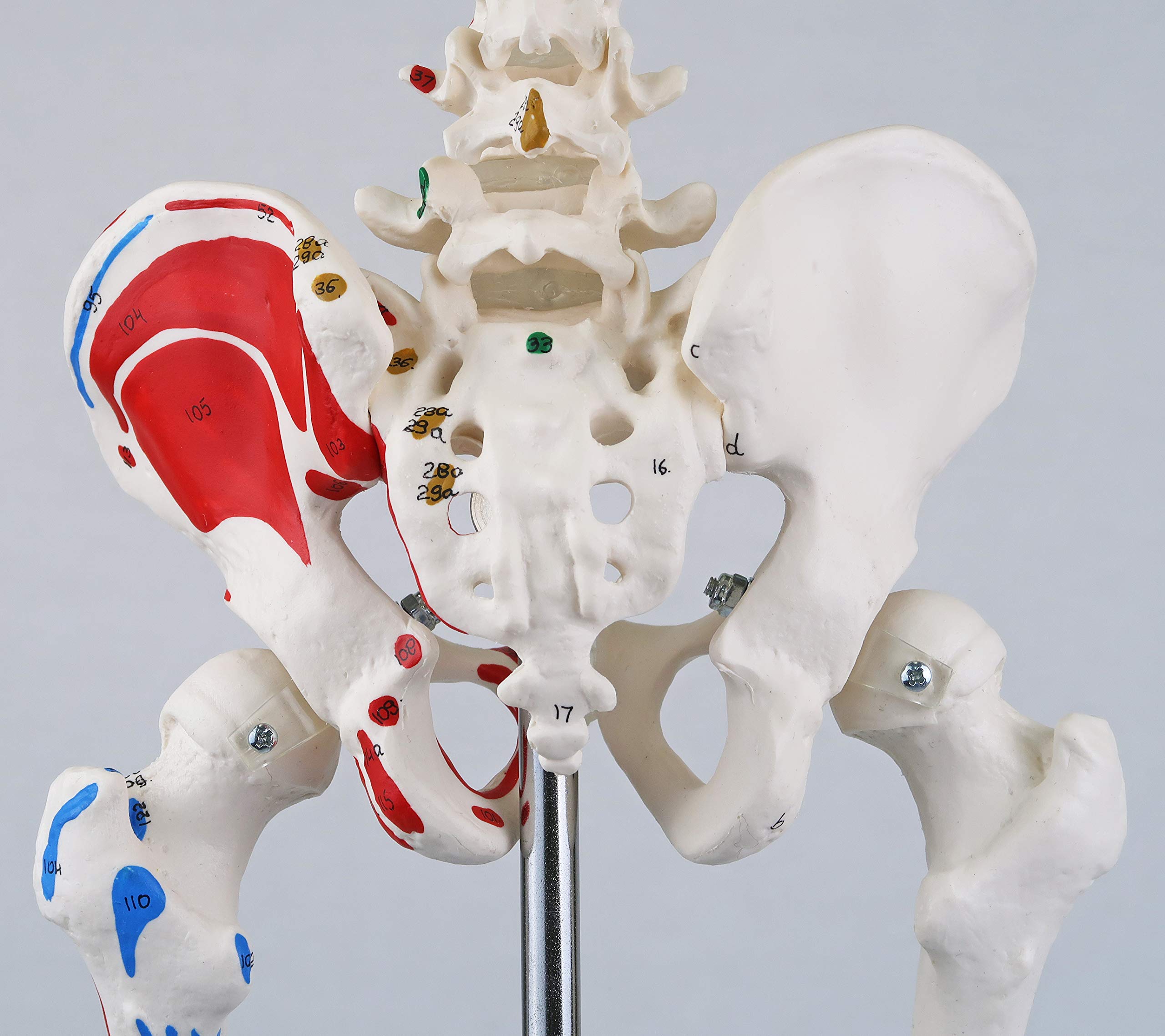 3B Scientific A18/5 Mini-Squelette "Shorty" avec Muscles Peints, sur Socle + Application anatomie gratuite - 3B Smart Anatomy