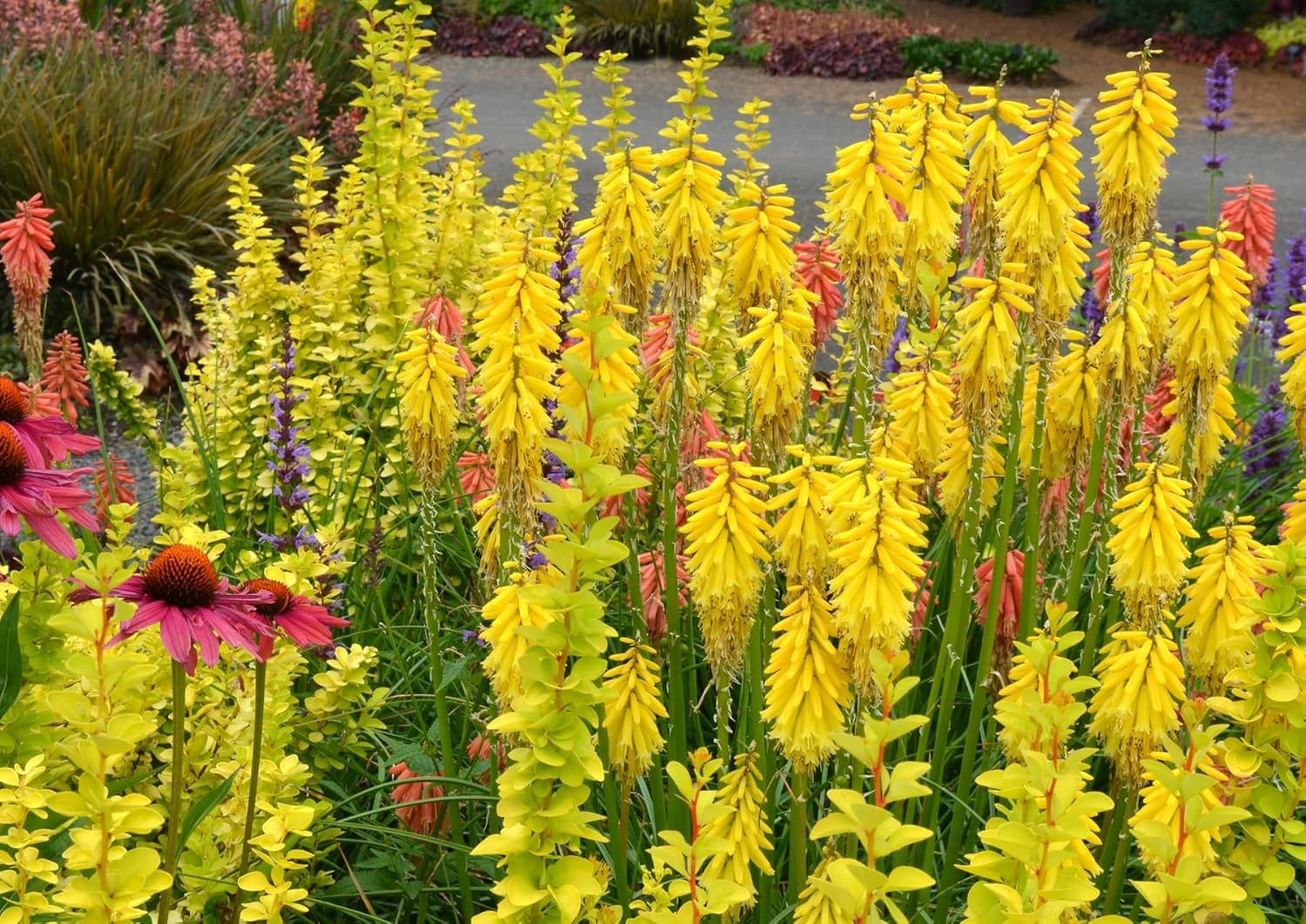 Stauden Gänge 5 x Kniphofia 'Lemon Popsicle' Fackellilie Gelb winterhart | Fackellilie – winterharte Staude & Dauerblüher für sonnige Beete, mehrjährig, bienenfreundlich, 1 L Topf (11x11 cm)