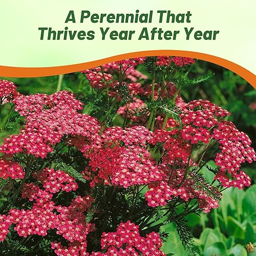 Miniatura 6 de Outsidepride Cerise Queen Yarrow Seeds  10000 unidades. Semillas de flores perennes, versátiles, formadoras de grumos y tolerantes a la sequía para