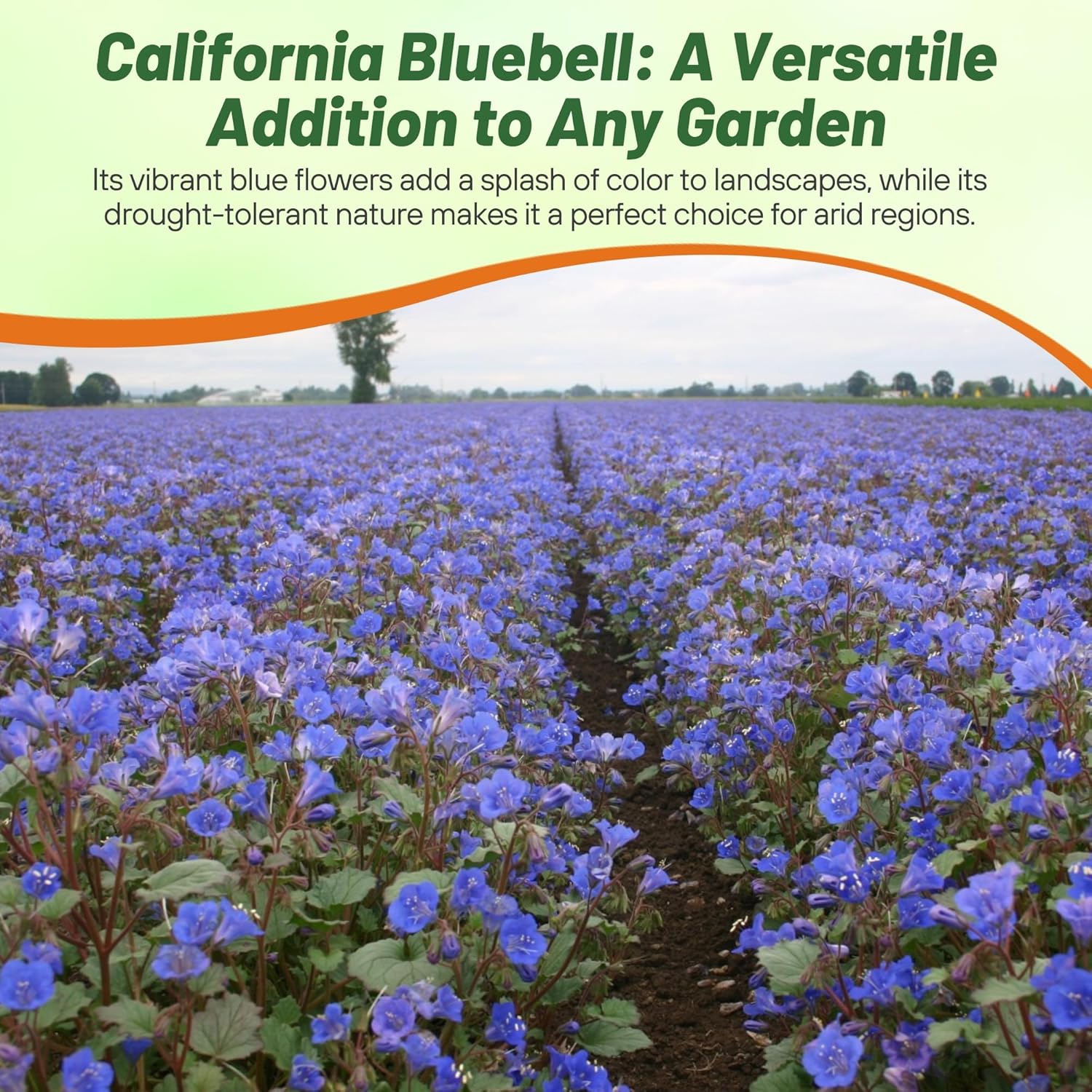 Outsidepride California Bluebell Wildflower Seeds - 1 Lb. Annual, Hardy, Easy-to-Grow, & Pollinator-Friendly Phacelia Campanularia Flower Seeds for Planting Vibrant Blue Blooms in Summer Gardens