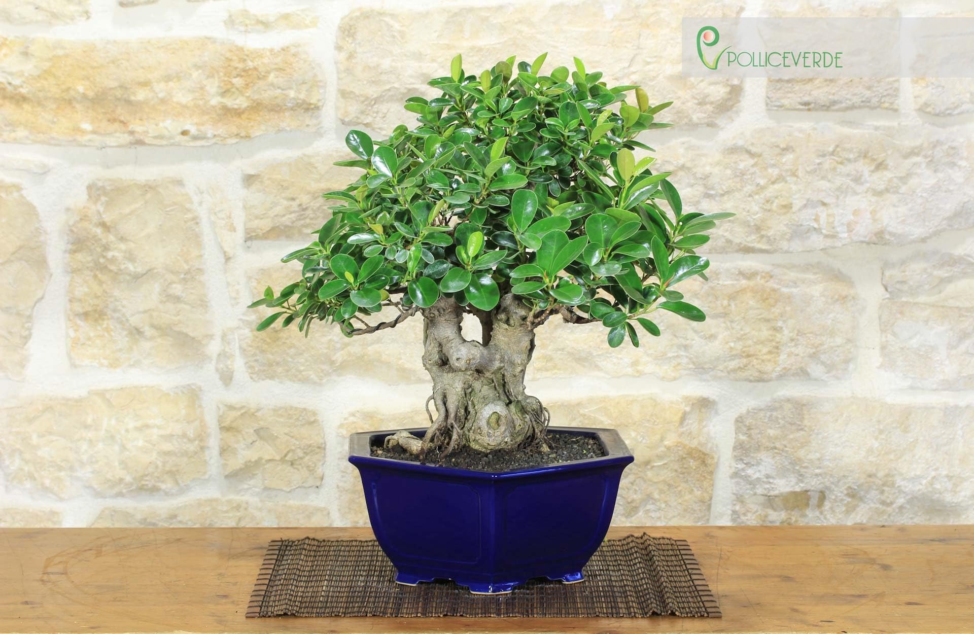 Bonsaï Ficus Panda (25)