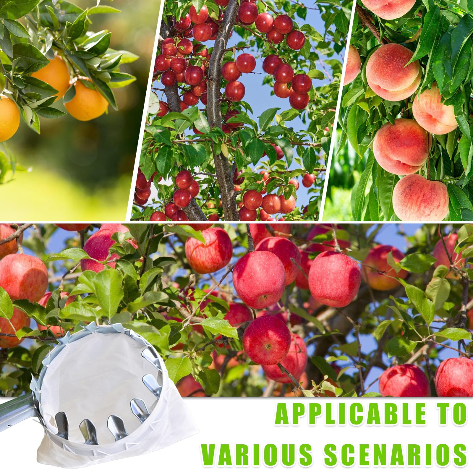 Raccogli frutta, diametro 16 cm, con manico telescopico fino a 160 cm, aiuto per la raccolta di frutta con sacchetto di cotone, raccolta di prugne, raccolta di pere, facile da montare