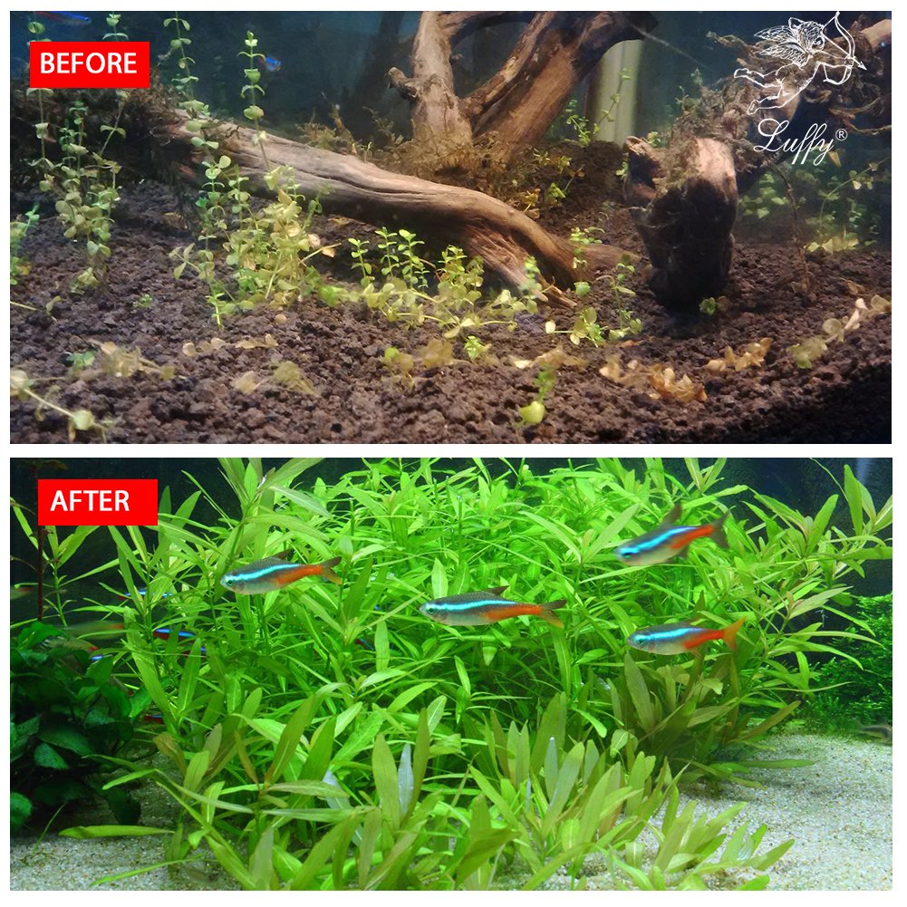 Buy LUFFY Aquarium Temple Plant Seeds Pack, Vibrant Green Plant for