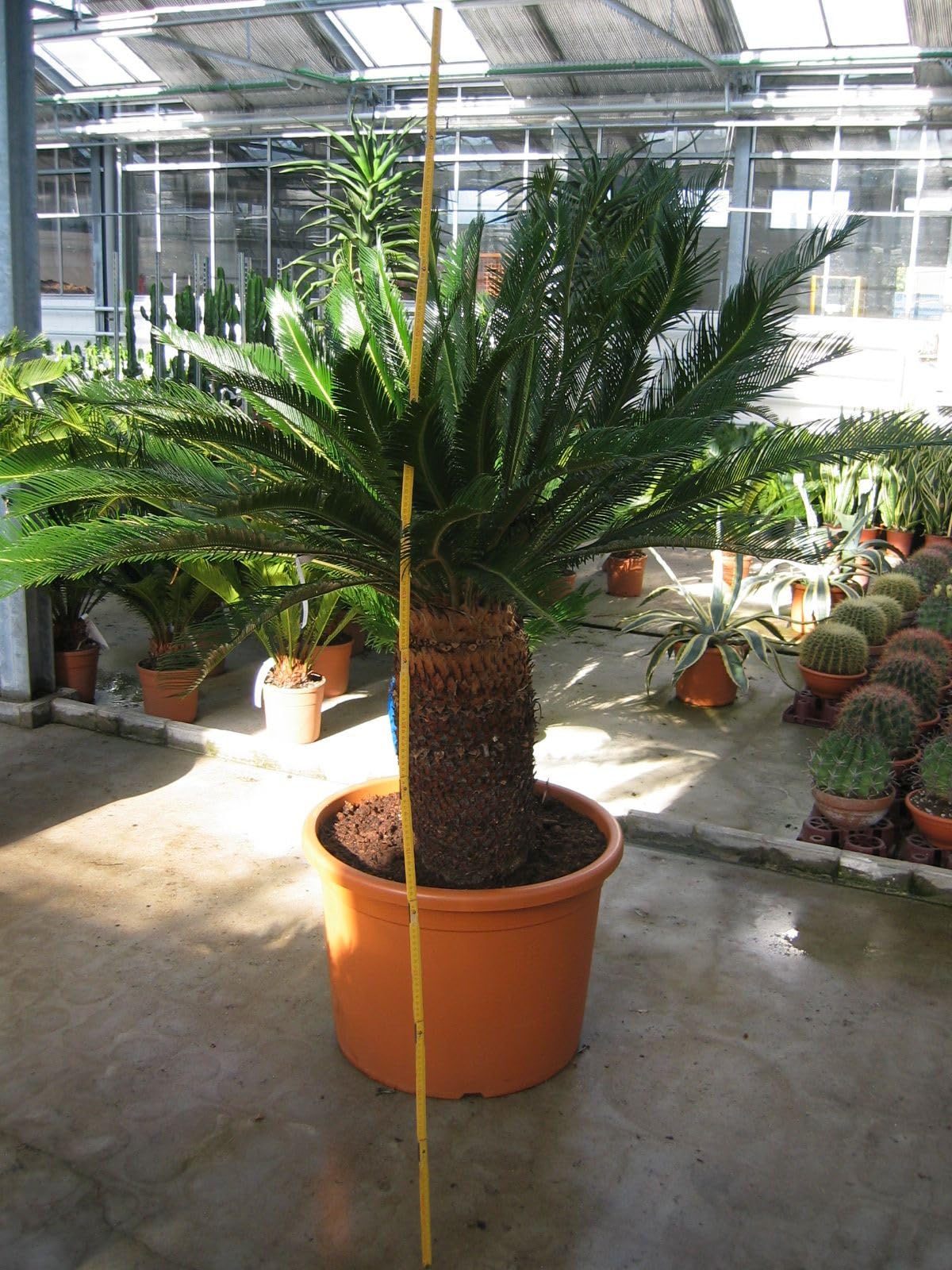 "Mediterrano - Fertilizzante per palme, perfetto per palme dure, crescita forte e foglie sane!", 10 kg