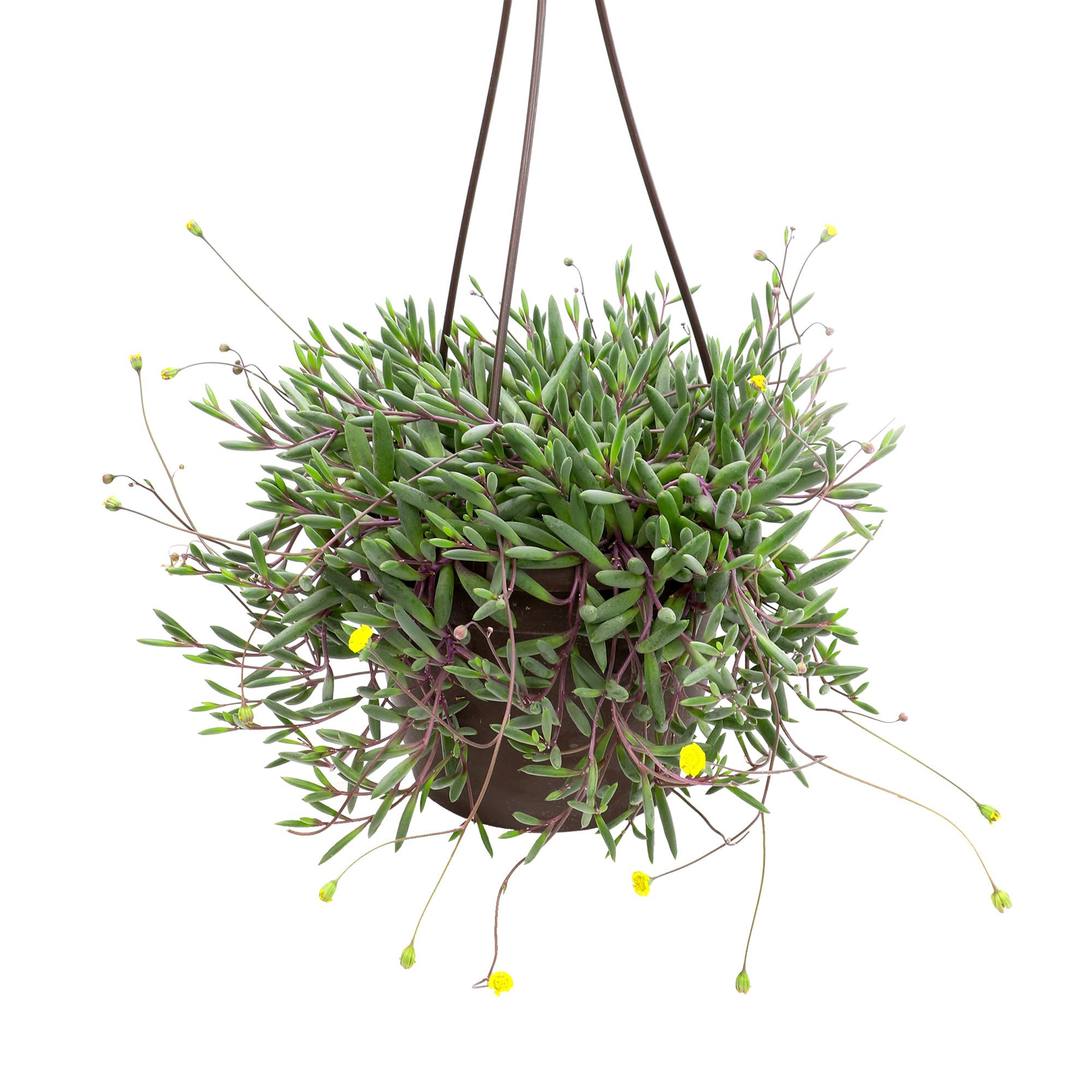 Amazon.com : Ruby Necklace Succulent Vine Hanging Basket, Othonna capensis,  Live Succulents Plants Live Houseplants, House Plants Indoors Live Indoor  House Plants, Unique Live Plant Basket by Plants for Pets : Patio,