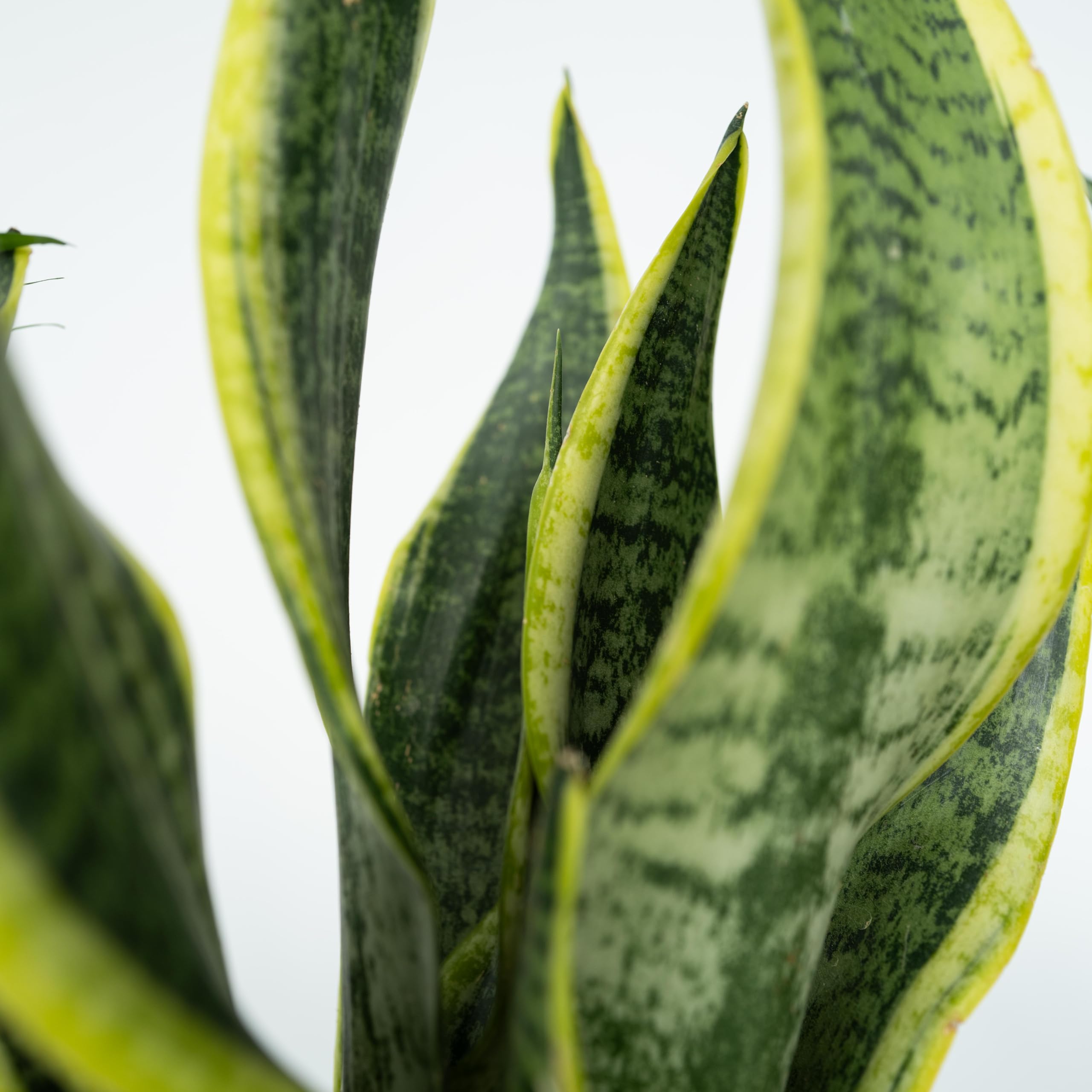 Plant in a Box - Plantes d'intérieur 'Entretien facile' - Set de 4 - Très facile d'entretien - Pot 12cm - Hauteur 25-40cm - Sansevieria, Chamaedorea, Ctenanthe, Clusia