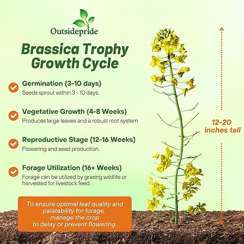 Miniatura 3 de Outsidepride Brassica Dwarf Essex - Semilla de colza forrajera para parcelas de alimentos y cultivos de cobertura, 1 libra