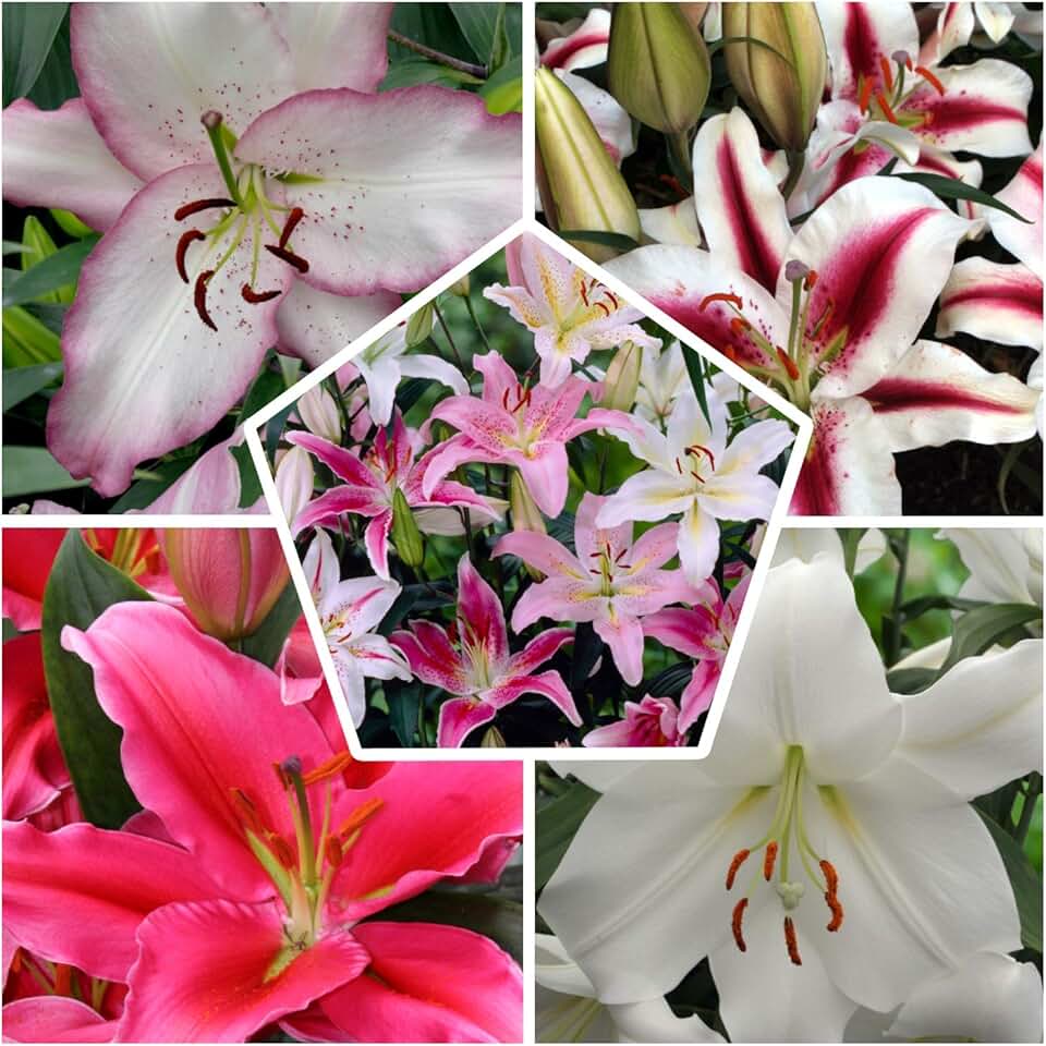 Suchergebnis auf Amazon.de für lilien winterhart Garten