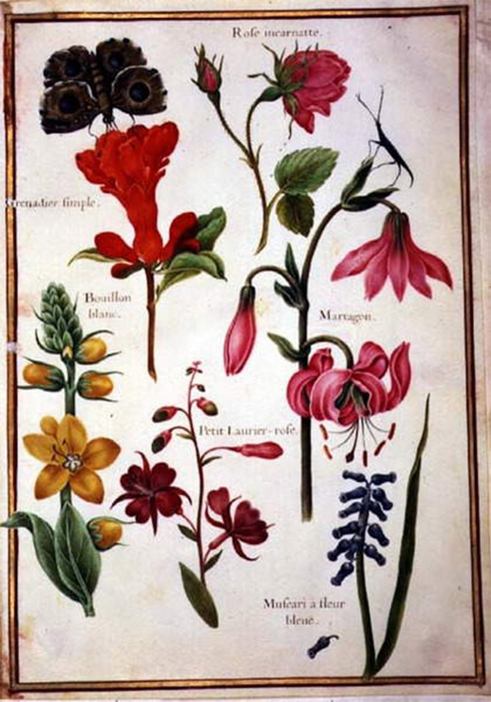 SERENDIPITP Retro Picture Poster Wall Art Pictures Painting Flower Studies by Nicolas Robert Wall Art Canvas Print for Wall Decor 60x90cm