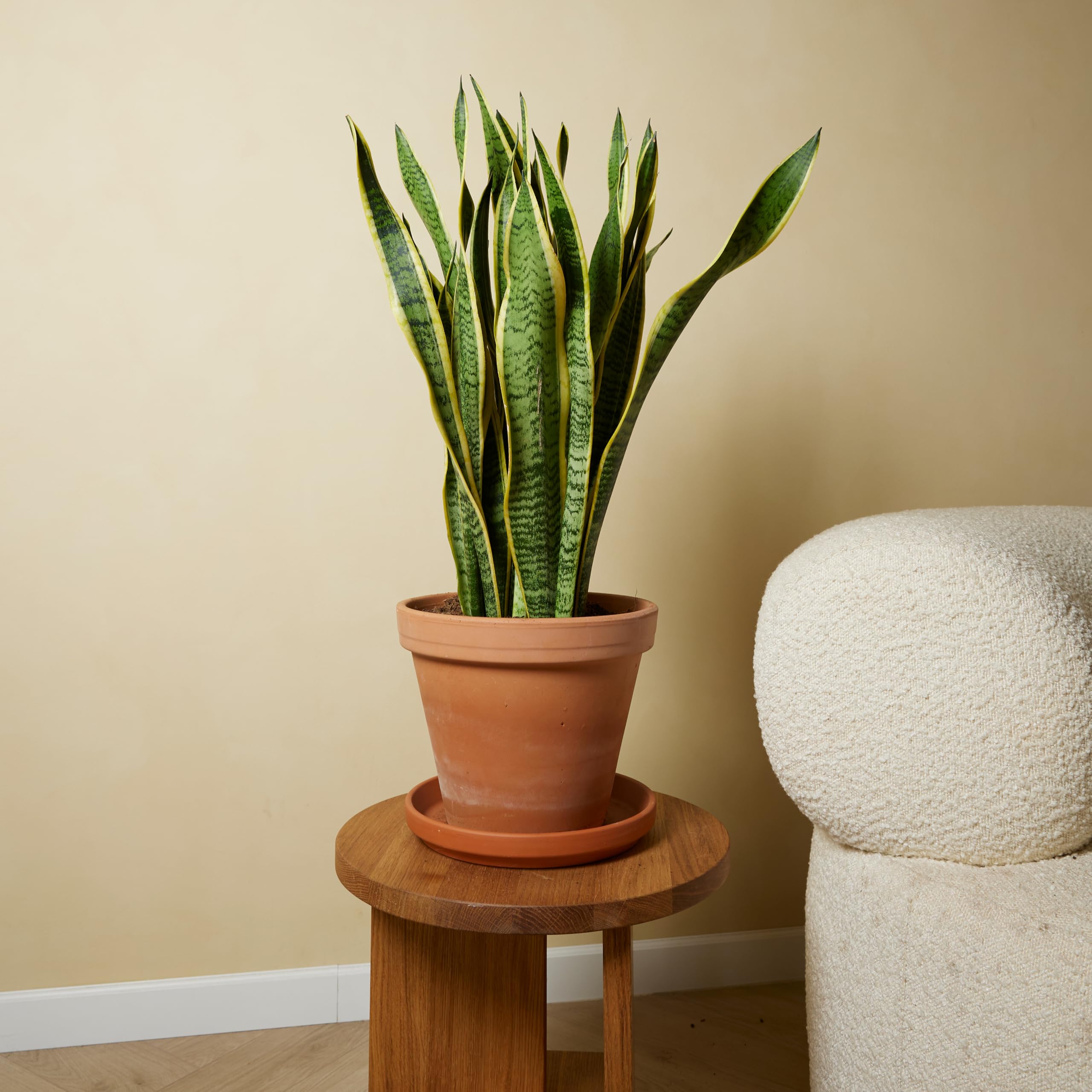 Bloomique - Sansevieria Laurentii - Bogenhanf - Sukkulenten - Zimmerpflanzen Groß - Sehr Pflegeleicht - Höhe 80-100 cm - Topf 21 cm