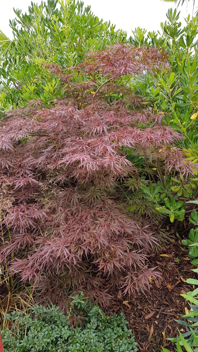 Acer palmatum 'Crimson Queen' / Erable du Japon pourpre/Conteneur de 3 à 4 litres