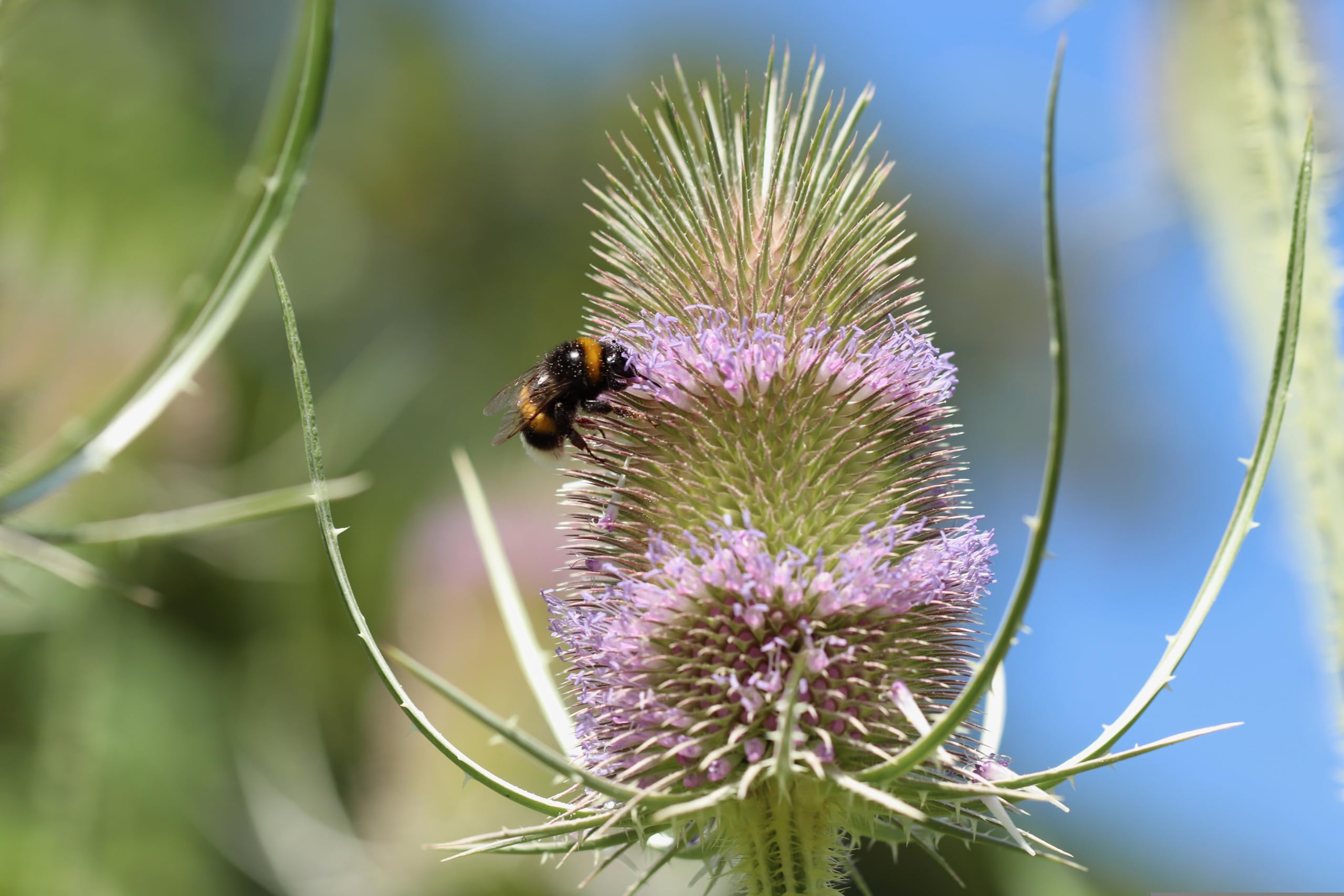 Wilde Karde (Dipsacus fullonum) Samen. Heilpflanze, z.B bei Borreliose. (10000 Samen = 29,0g)