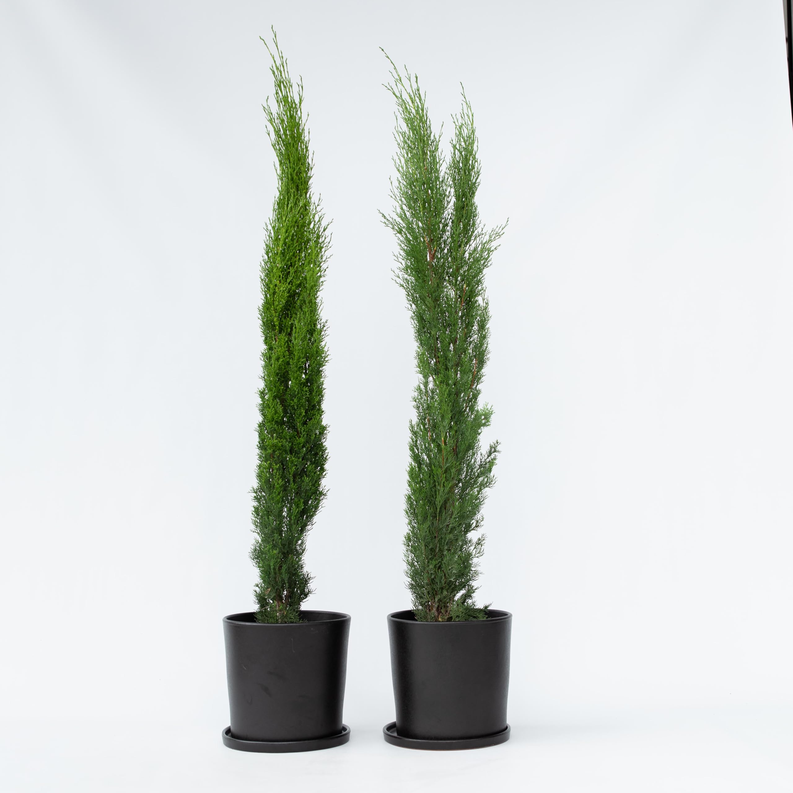 Plant in a Box - Cyprès de Toscane - Set de 2 - Cupressus sempervirens - Pot 19cm - Hauteur 70-80cm