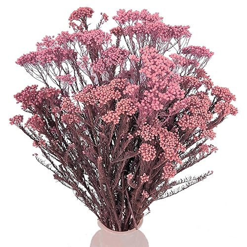 Dried Flower, Rice Flower, White Dogwood, Pill Flower, Sago Bush, Ozothamnus diosmifolius, for Wedding, Home Decor, 20 Pieces (Pink) - Pink