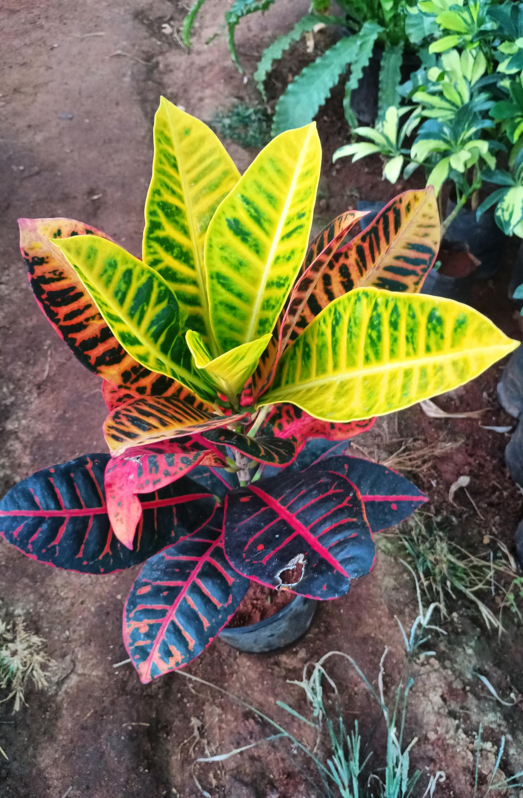 Anuraj farms Croton Petra Live Plant Codium Includes Indoor plants for home, Office Decor, Garden Housing Plant Air Purifier Plant(Pack Of 1 Healthy Plant) (Croton Petra)-image-31