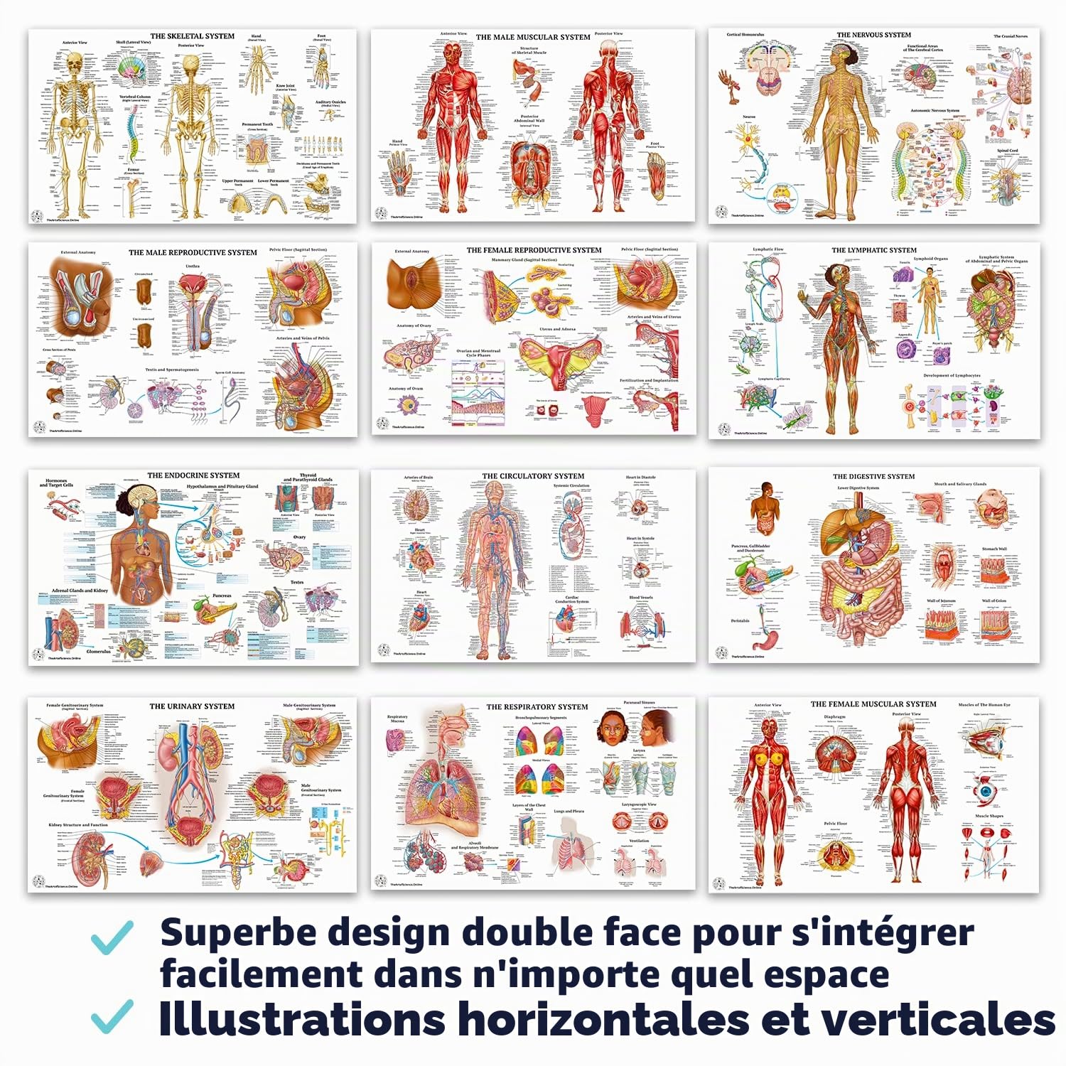 Lot de 12 affiches d'anatomie humaine – Affiches médicales, circulatoires, squelettiques, mâles féminins, musculaires, lymphatiques, reproductifs, nerveux, digestifs, endocriniens, systèmes