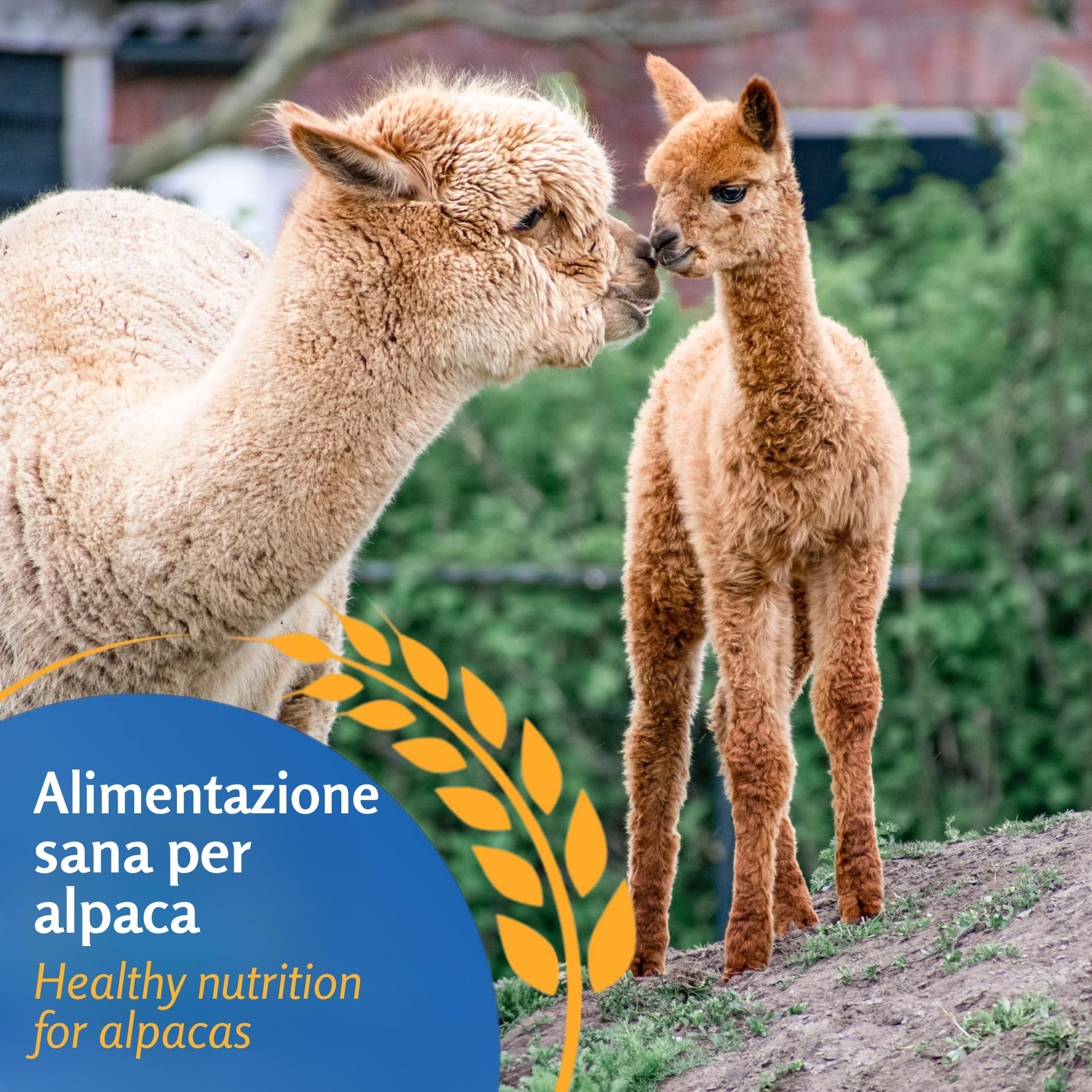Leimüller Mangime per Alpaca Muesli 20 kg - Mangime di qualità austriaca privo di OGM - Mangime per alpaca, lama, cammelli e camelidi del Nuovo Mondo Colla ueller
