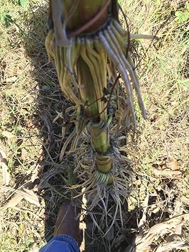 1206-Giant Goliath Corn White (Zea Mays) Seeds by Robsrareandgiantseeds UPC0764425788591 Non-GMO,Organic,USA Grower,Farm,Showy,Open Pollinated,Silo,Ensilage,Tall,Competitions,1206 Package of 35 Seeds