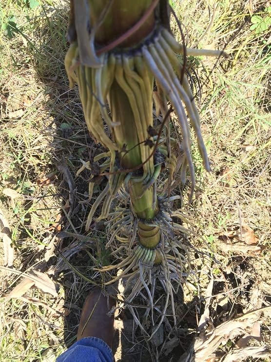 1206-Giant Goliath Corn White (Zea Mays) Seeds by Robsrareandgiantseeds UPC0764425788591 Non-GMO,Organic,USA Grower,Farm,Showy,Open Pollinated,Silo,Ensilage,Tall,Competitions,1206 Package of 35 Seeds