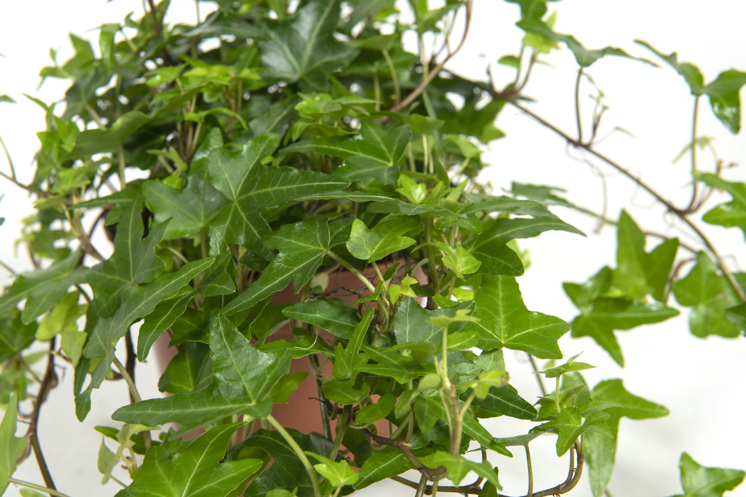 euphorbia meloformis f. variegata Euphorbia meloformis f. variegata – Variegated Round Euphorbia main image 0
