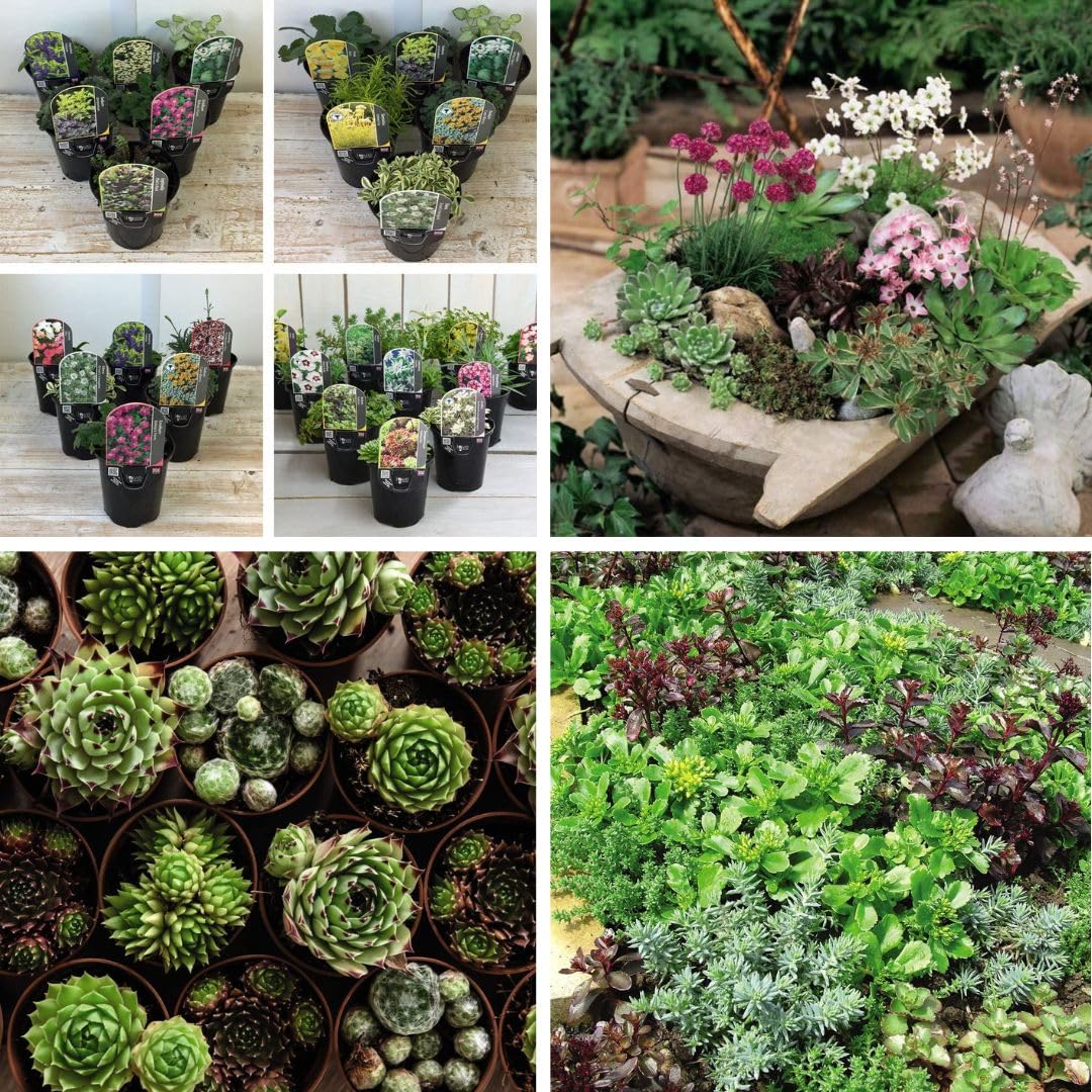 Pack of 12 Mixed Rockery Plants in 9cm Pots - Alpine Perennial Collection