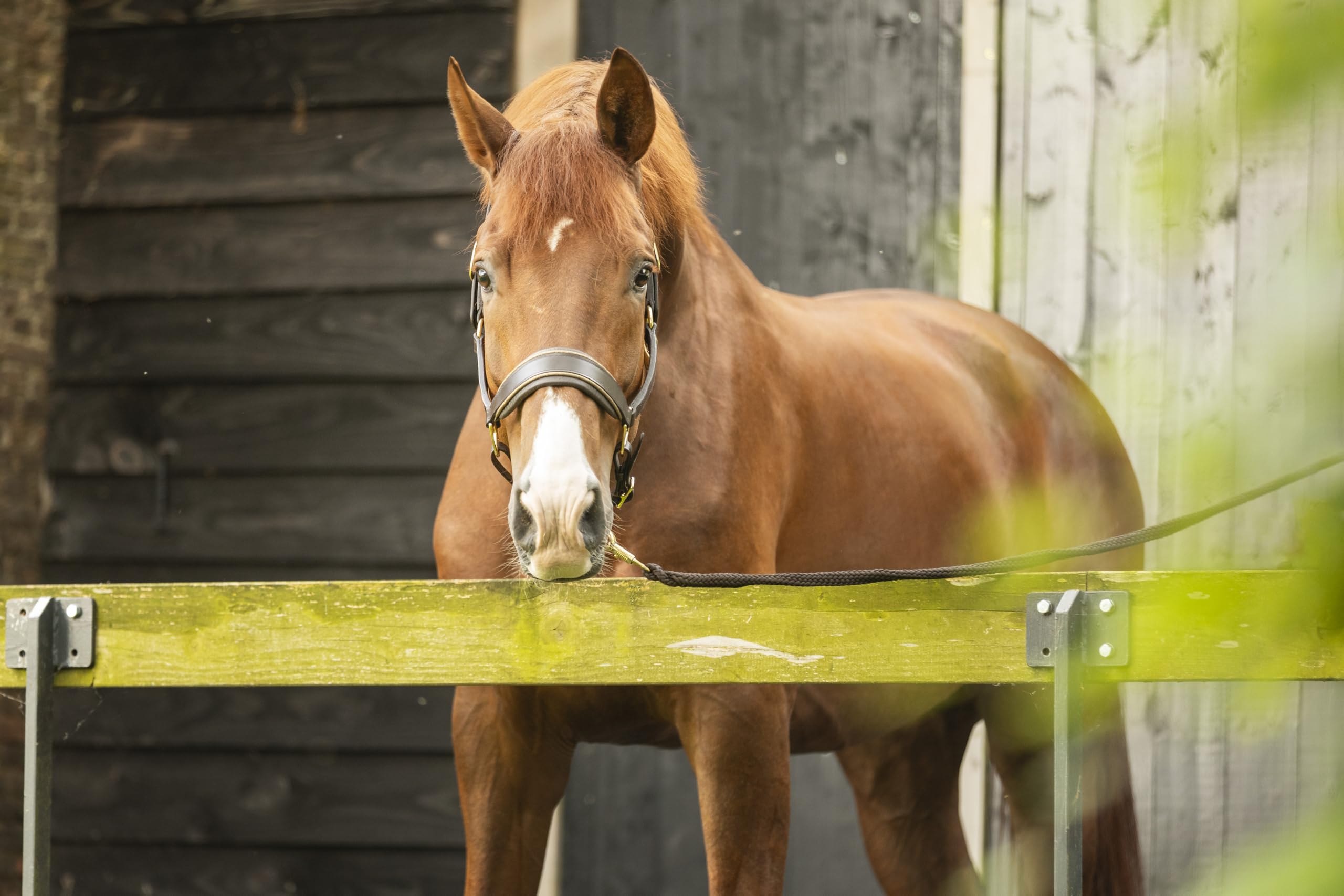 Lederhalfter Mit Glitzer-Details – Anatomisch Geformt, Weich Gepolstert & Beidseitig Verstellbar – Cob & Full (Braun/Gold, Pony)