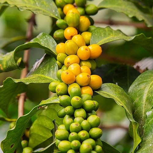 KVITER 15 semillas de café árabe para plantar (Coffea Arabica) – Café perenne semillas de frijol arbustivo de hoja perenne, semillas de reliquia no