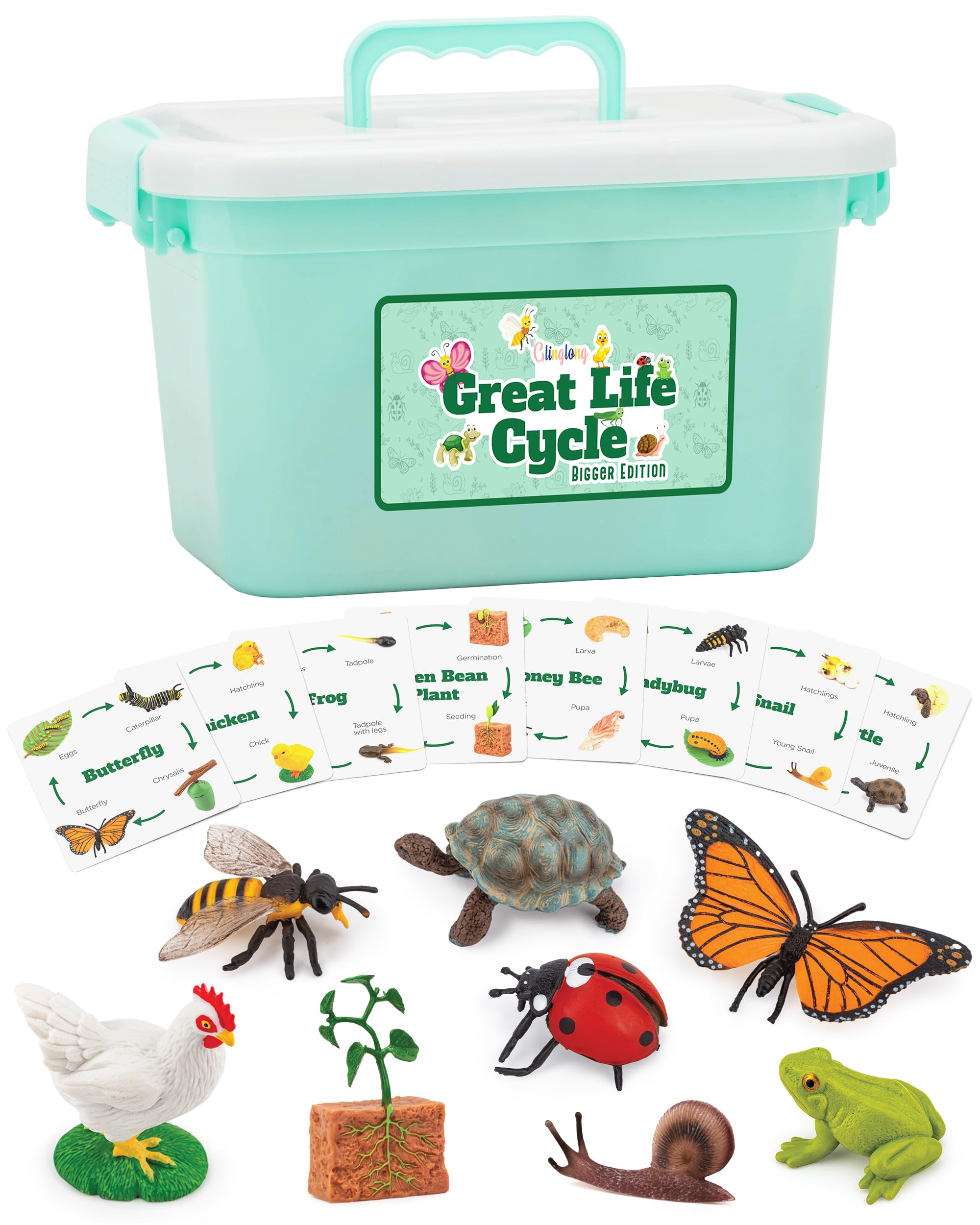 GLINGLONGGreat Life Cycle - Bigger Edition