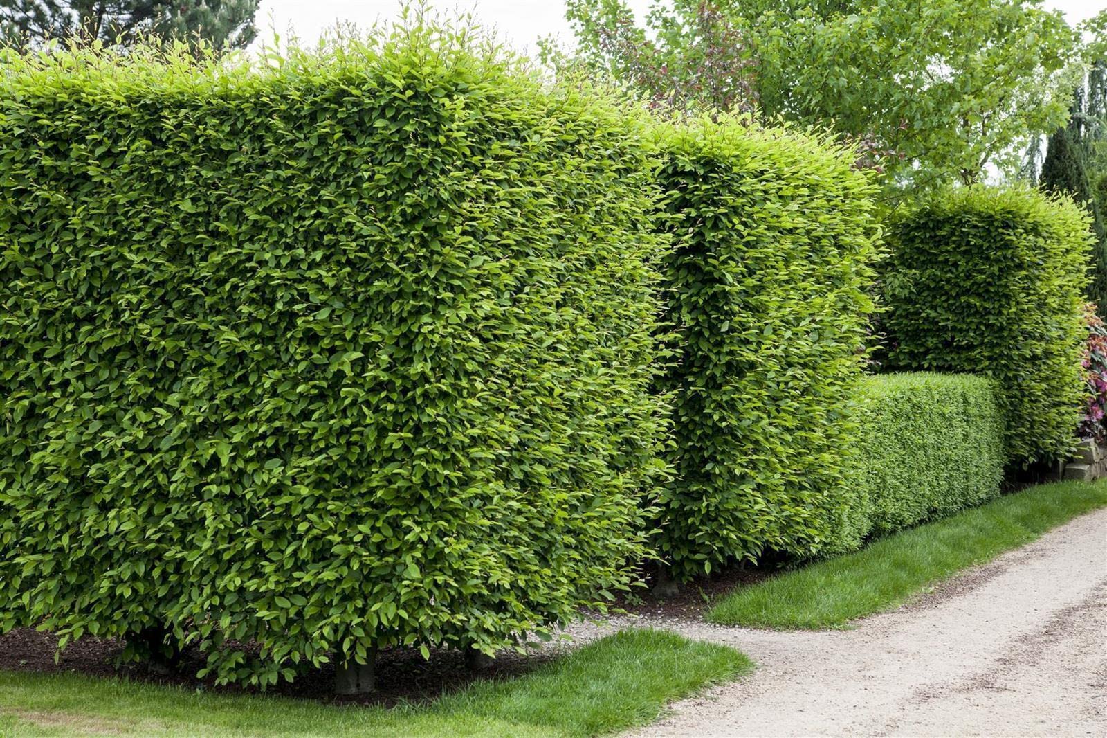 Carpinus betulus roślina żywopłotowa, roślina z korzeniami, mrozoodporna, niemiecka jakość szkółki, mocne rośliny, tolerowana przez cięcie, łatwa w utrzymaniu