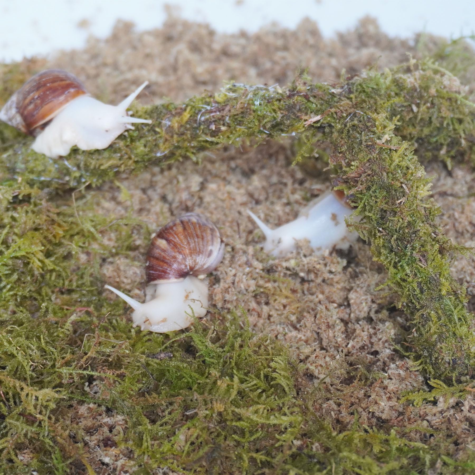 Kit d'accessoires pour terrarium escargot 3 pièces, comprend un substrat retenant l'humidité, une couche supérieure, un jouet d'escalade - 5