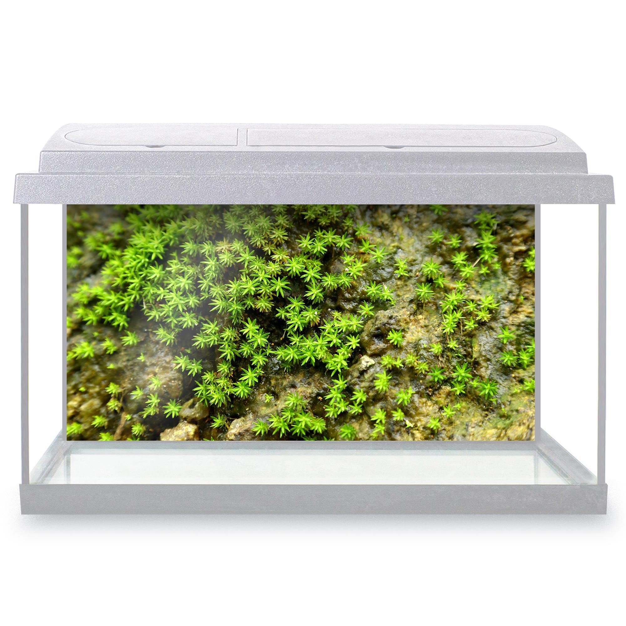 DV DESIGN Aquarium Fish Tank Background 62x32 cm - Green Color Rock Plants Underwater Nature Style Texture Static Cling Vinyl Vivarium Terrarium External Application #500017